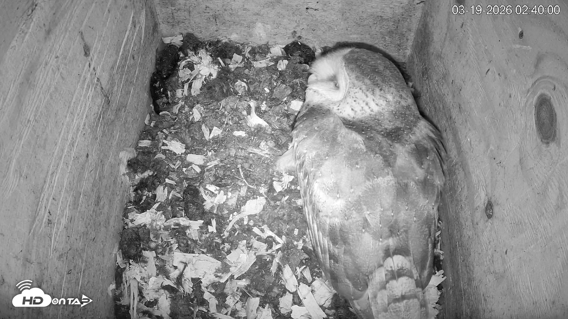Snapshot of North Carolina Barn Owls Live Cam taken Mar 19, 2026, 2:40am EDT