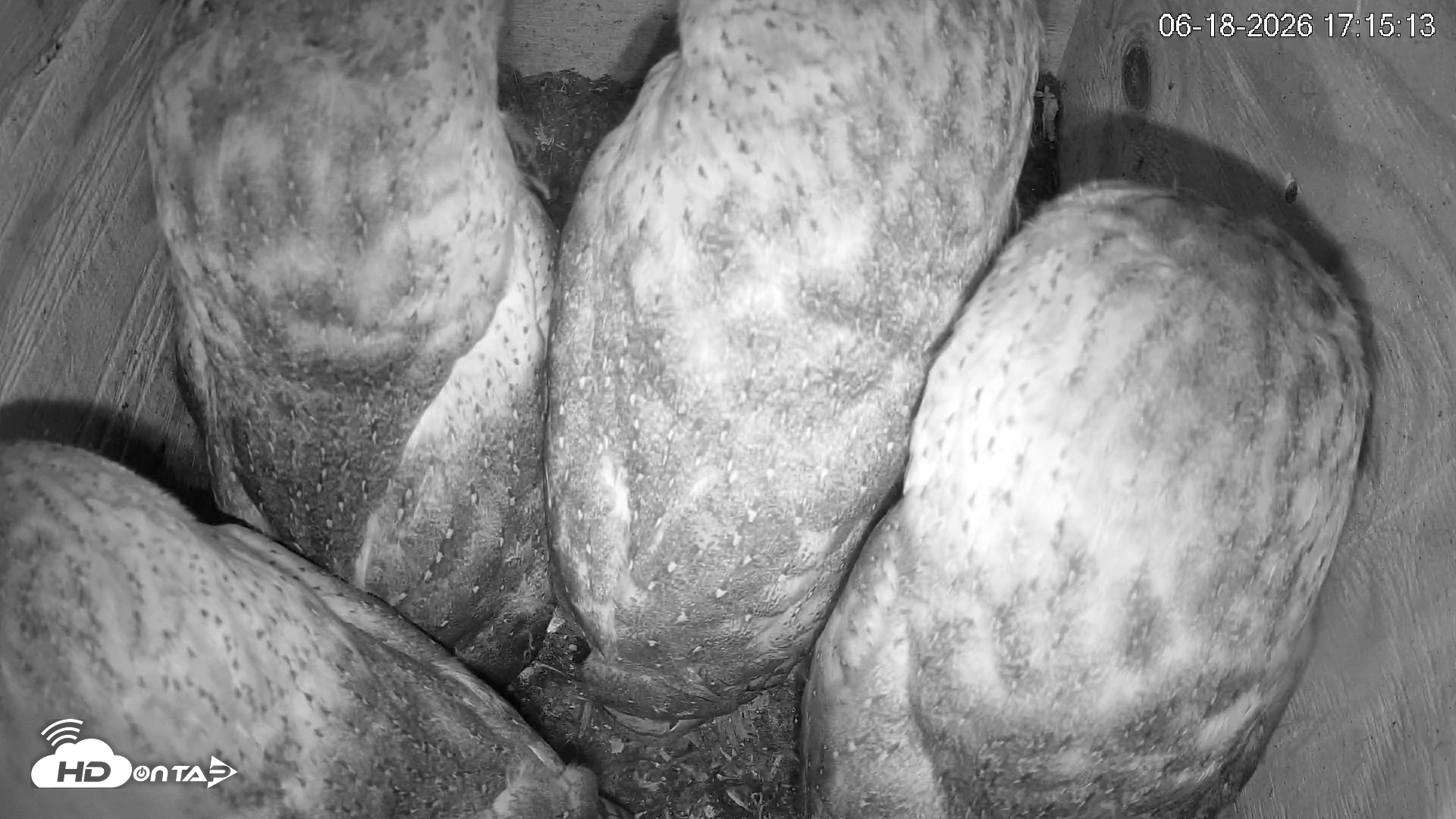 Snapshot of North Carolina Barn Owls Live Cam taken Jun 18, 2026, 5:16pm EDT