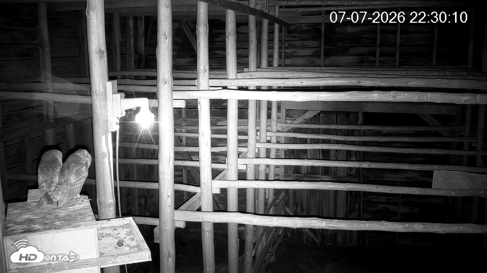 Snapshot of North Carolina Barn Owls Live Cam taken Jul 7, 2026, 10:31pm EDT
