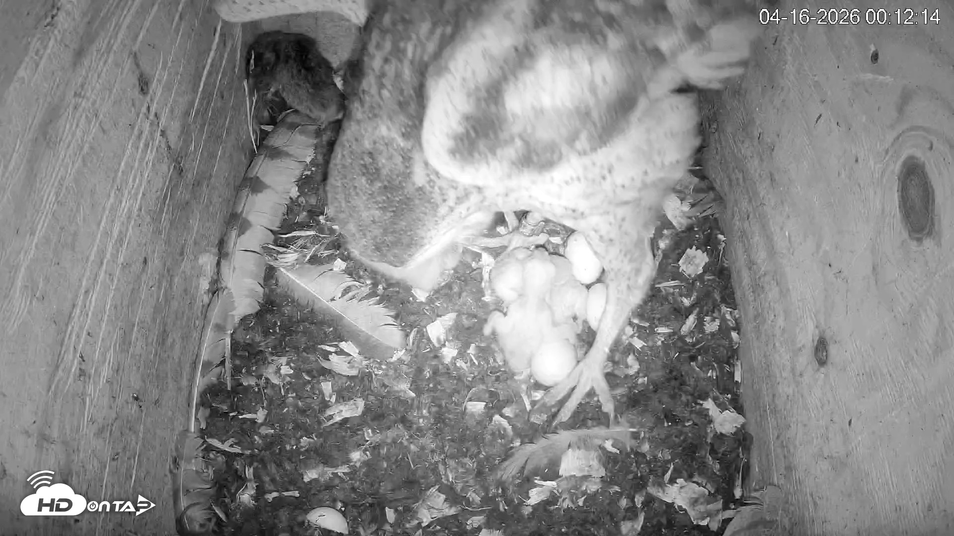 Snapshot of North Carolina Barn Owls Live Cam taken Apr 16, 2026, 12:13am EDT