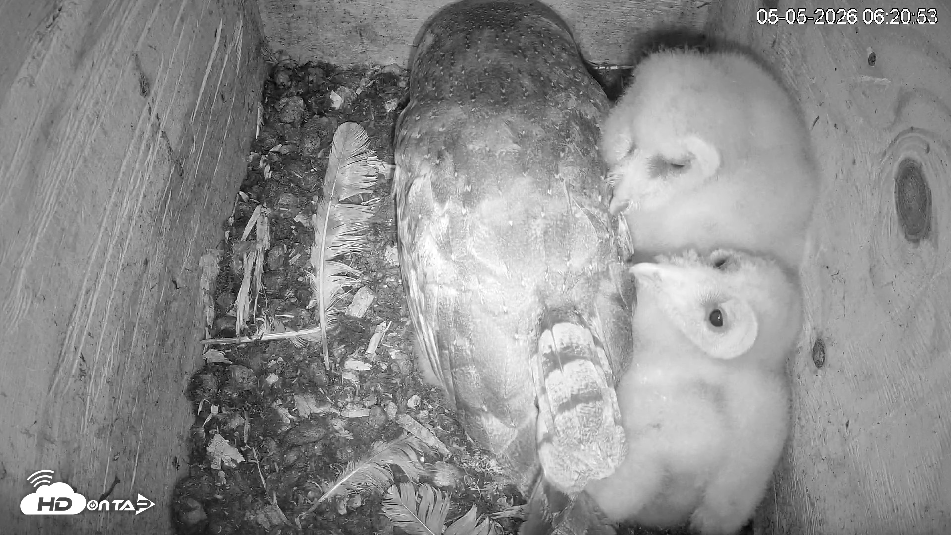 Snapshot of North Carolina Barn Owls Live Cam taken May 5, 2026, 6:21am EDT