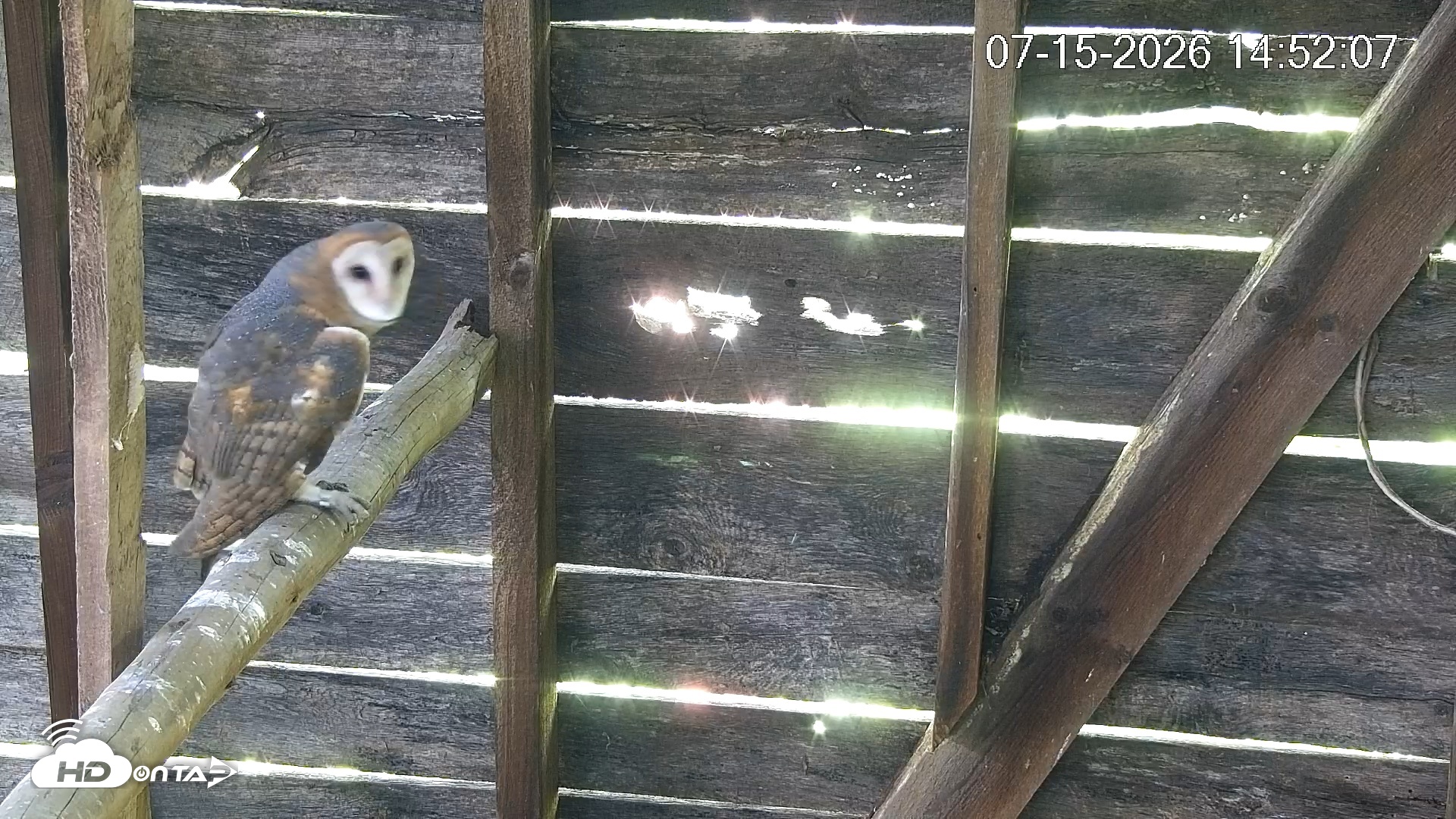Snapshot of North Carolina Barn Owls Live Cam taken Jul 15, 2026, 2:52pm EDT