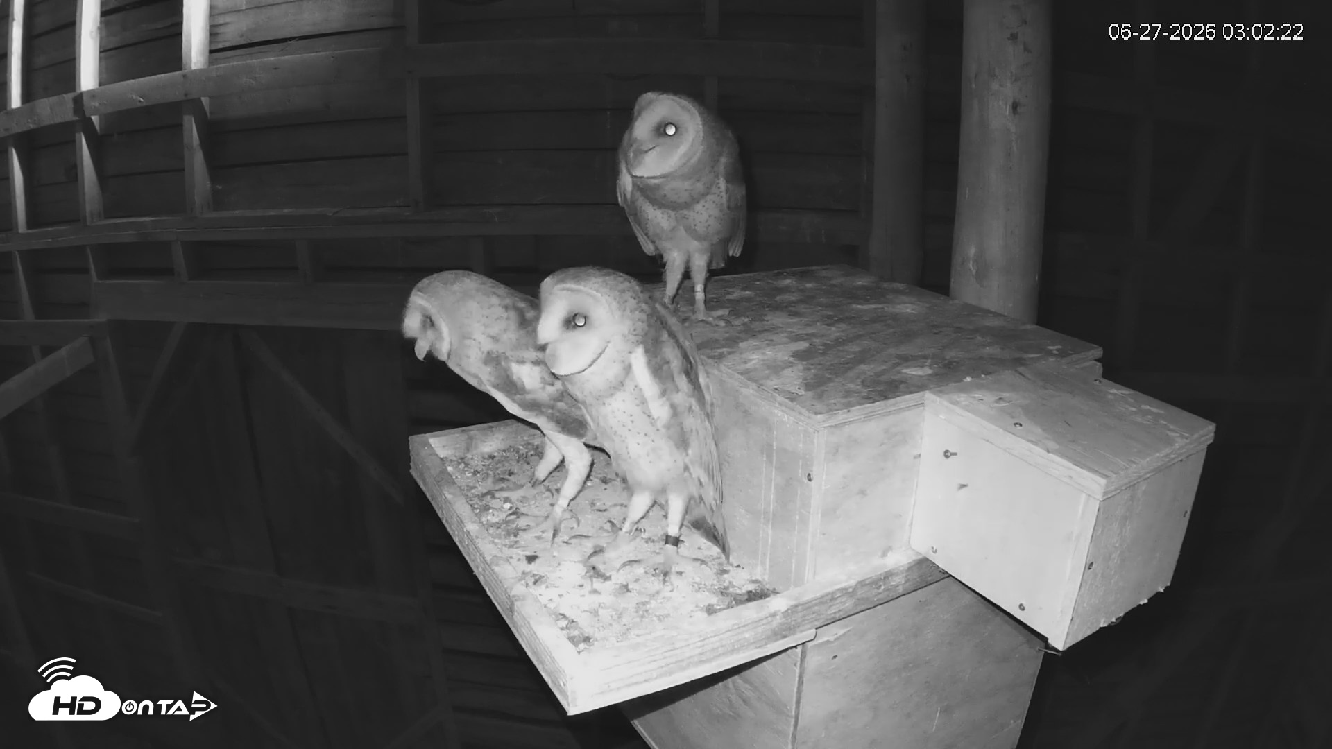 Snapshot of North Carolina Barn Owls Live Cam taken Jun 27, 2026, 3:03am EDT