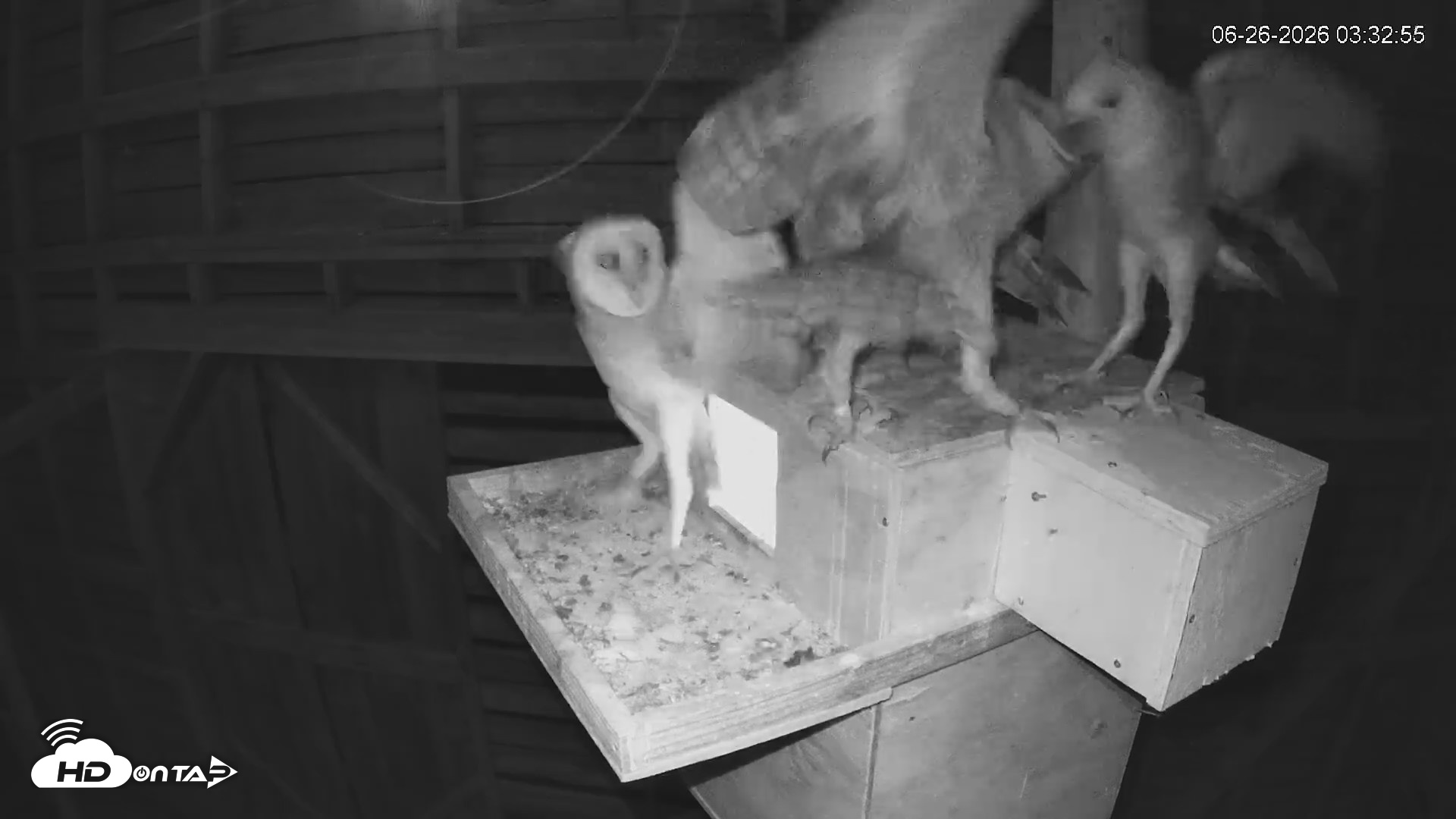 Snapshot of North Carolina Barn Owls Live Cam taken Jun 26, 2026, 3:34am EDT