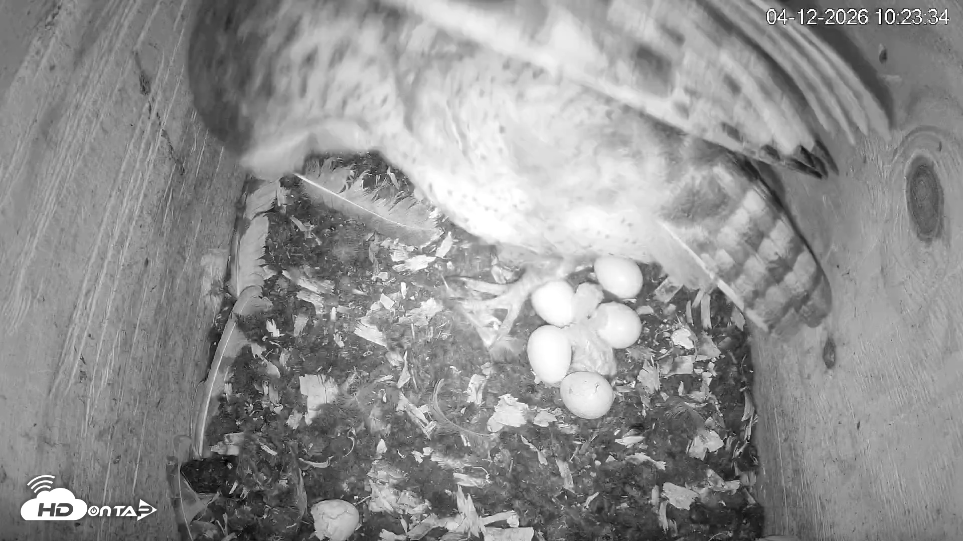 Snapshot of North Carolina Barn Owls Live Cam taken Apr 12, 2026, 10:24am EDT