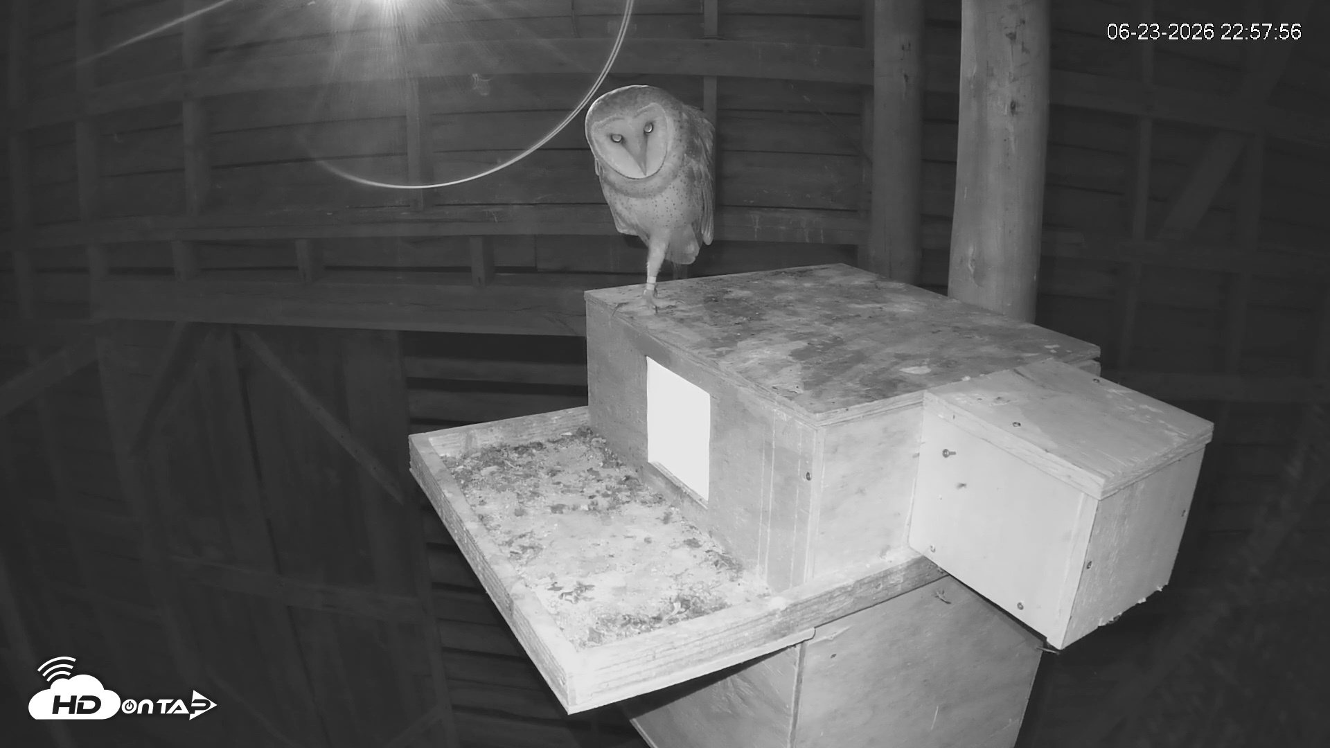 Snapshot of North Carolina Barn Owls Live Cam taken Jun 23, 2026, 10:58pm EDT