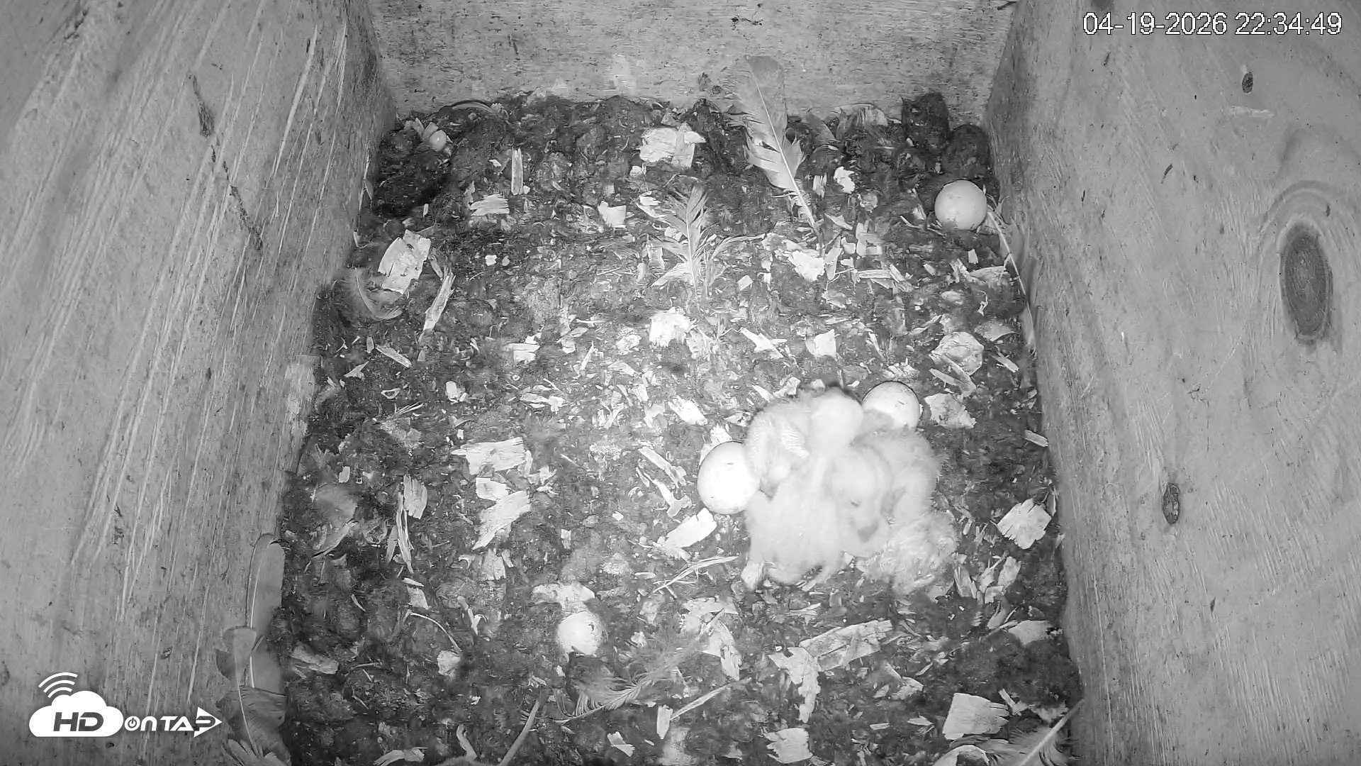 Snapshot of North Carolina Barn Owls Live Cam taken Apr 19, 2026, 10:35pm EDT