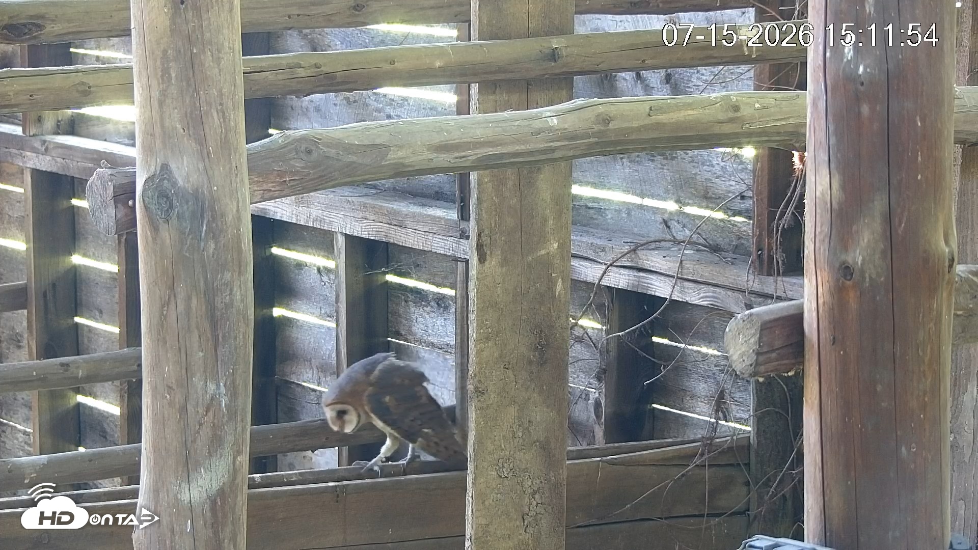 Snapshot of North Carolina Barn Owls Live Cam taken Jul 15, 2026, 3:12pm EDT