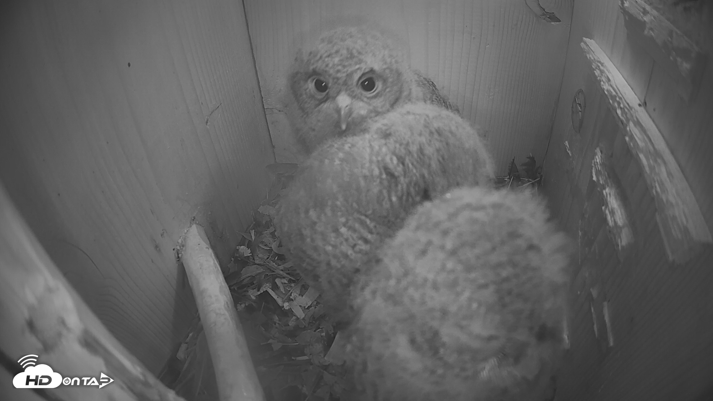 Snapshot of North Carolina Barn Owls Live Cam taken Apr 14, 2026, 3:04am EDT