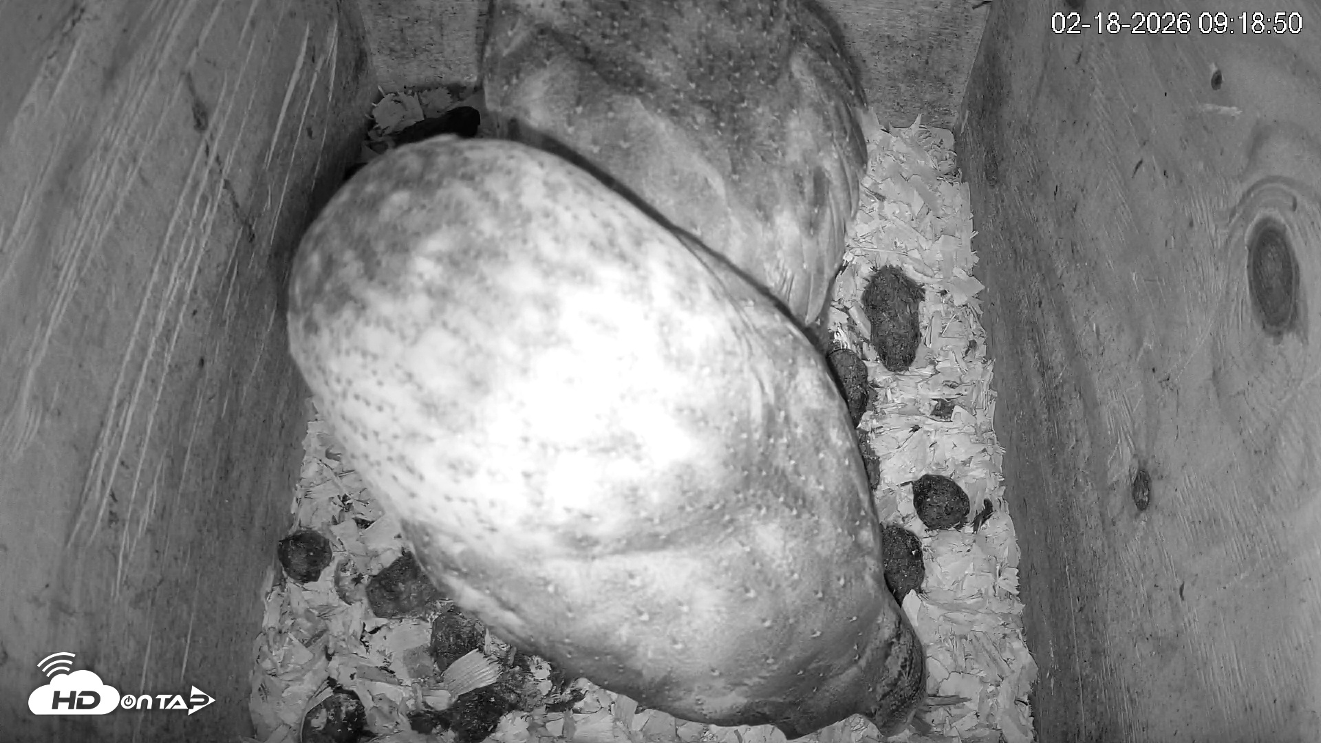 Snapshot of North Carolina Barn Owls Live Cam taken Feb 18, 2026, 9:19am EST