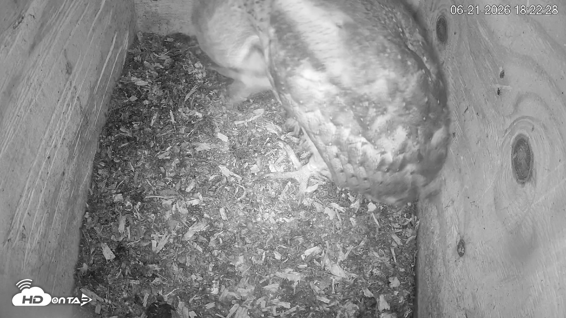 Snapshot of North Carolina Barn Owls Live Cam taken Jun 21, 2026, 6:23pm EDT
