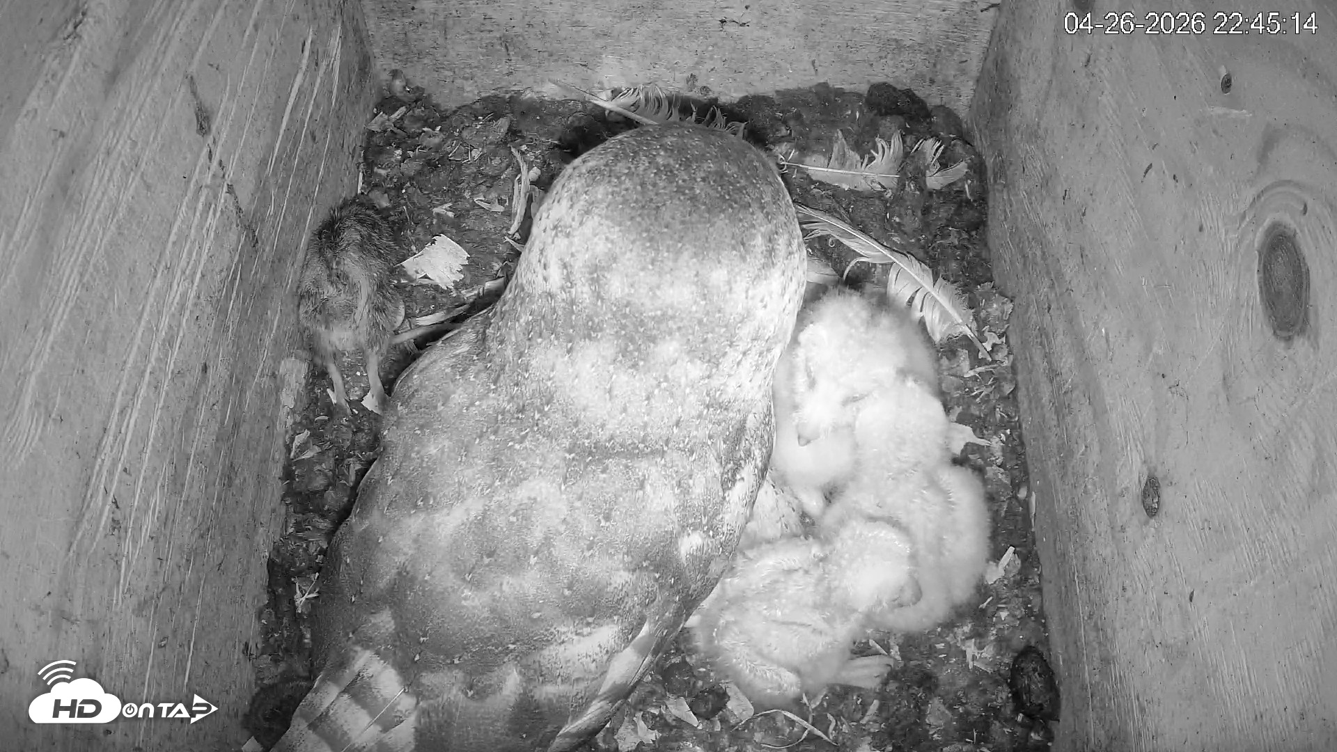 Snapshot of North Carolina Barn Owls Live Cam taken Apr 26, 2026, 10:46pm EDT