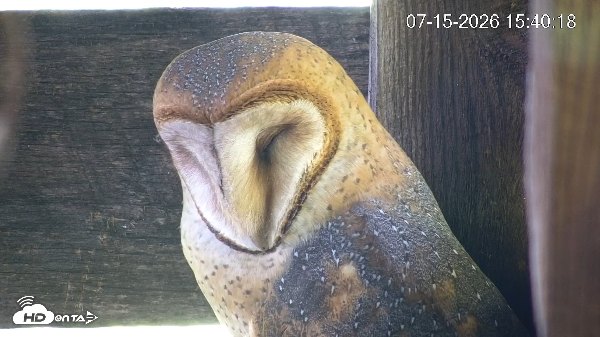 Snapshot of North Carolina Barn Owls Live Cam taken Jul 15, 2026, 3:41pm EDT
