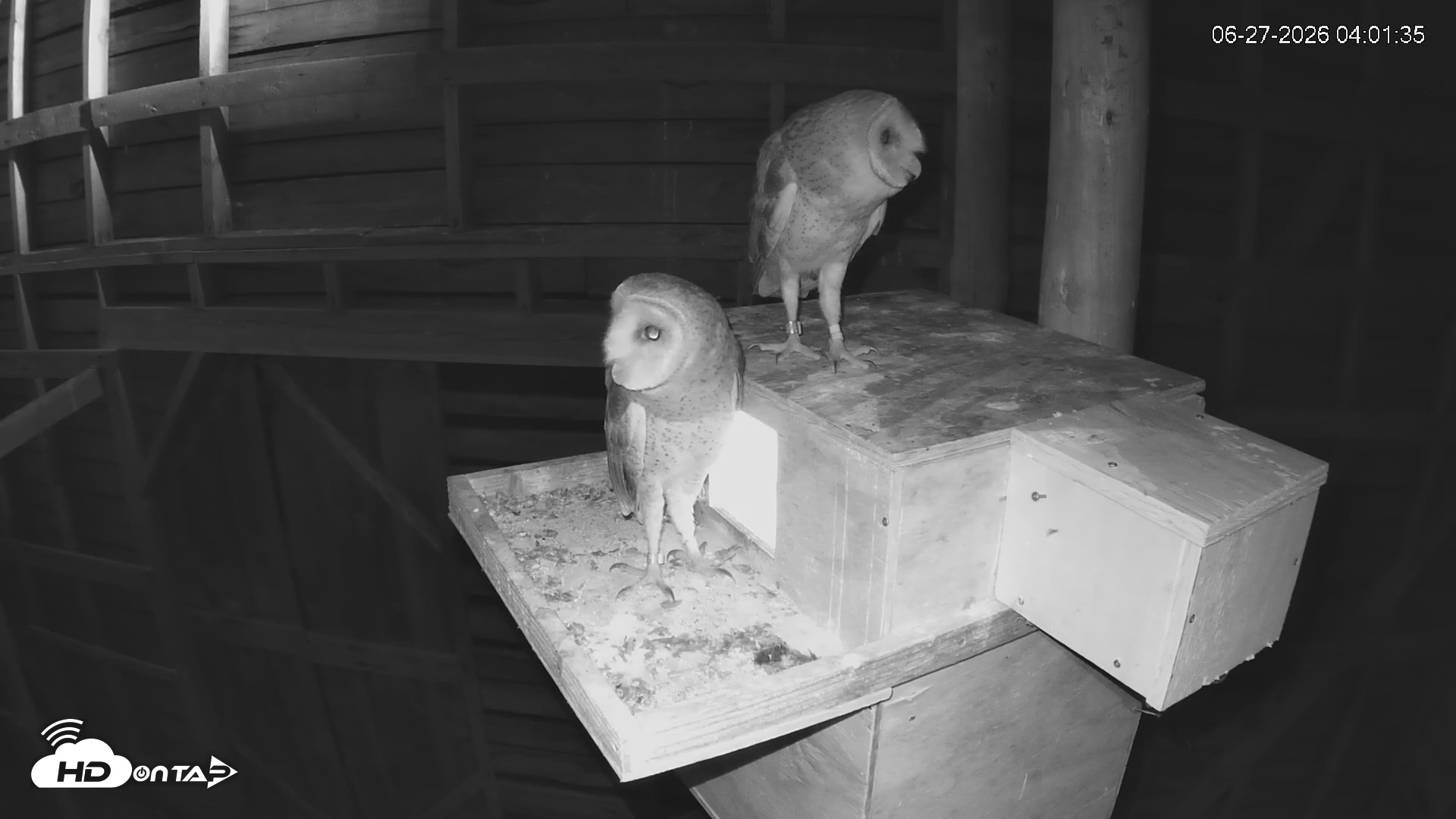Snapshot of North Carolina Barn Owls Live Cam taken Jun 27, 2026, 4:04am EDT