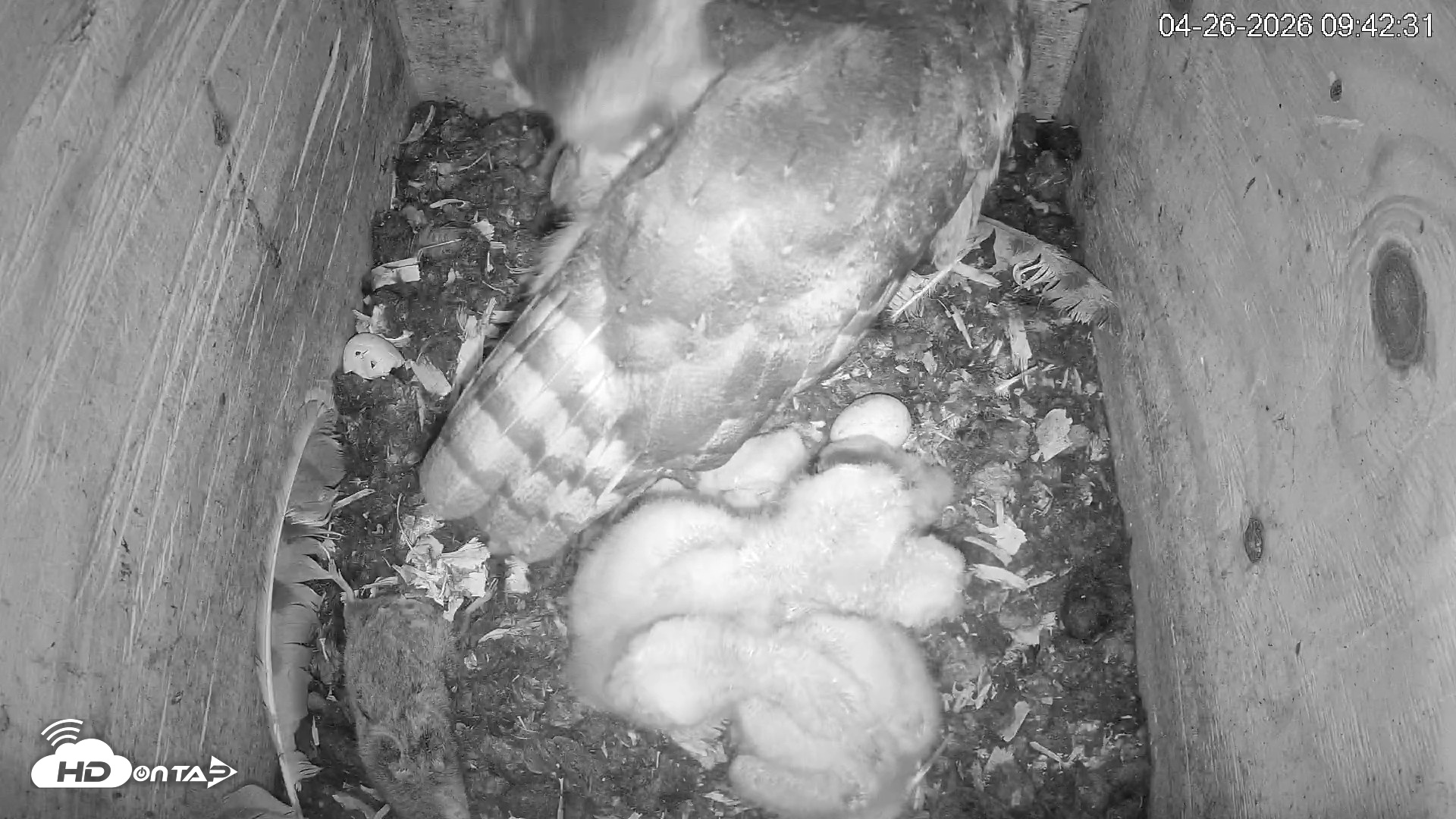 Snapshot of North Carolina Barn Owls Live Cam taken Apr 26, 2026, 9:43am EDT