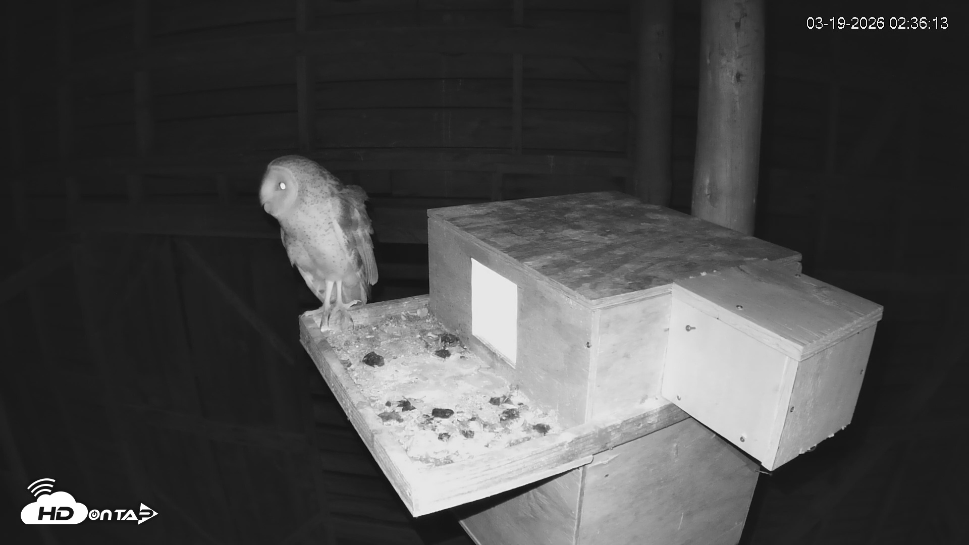Snapshot of North Carolina Barn Owls Live Cam taken Mar 19, 2026, 2:36am EDT