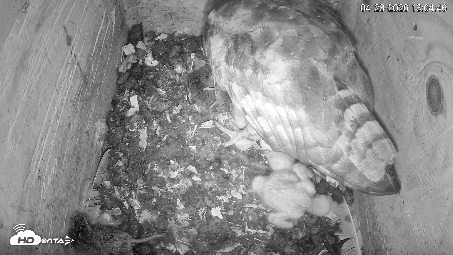 Snapshot of North Carolina Barn Owls Live Cam taken Apr 23, 2026, 1:06pm EDT