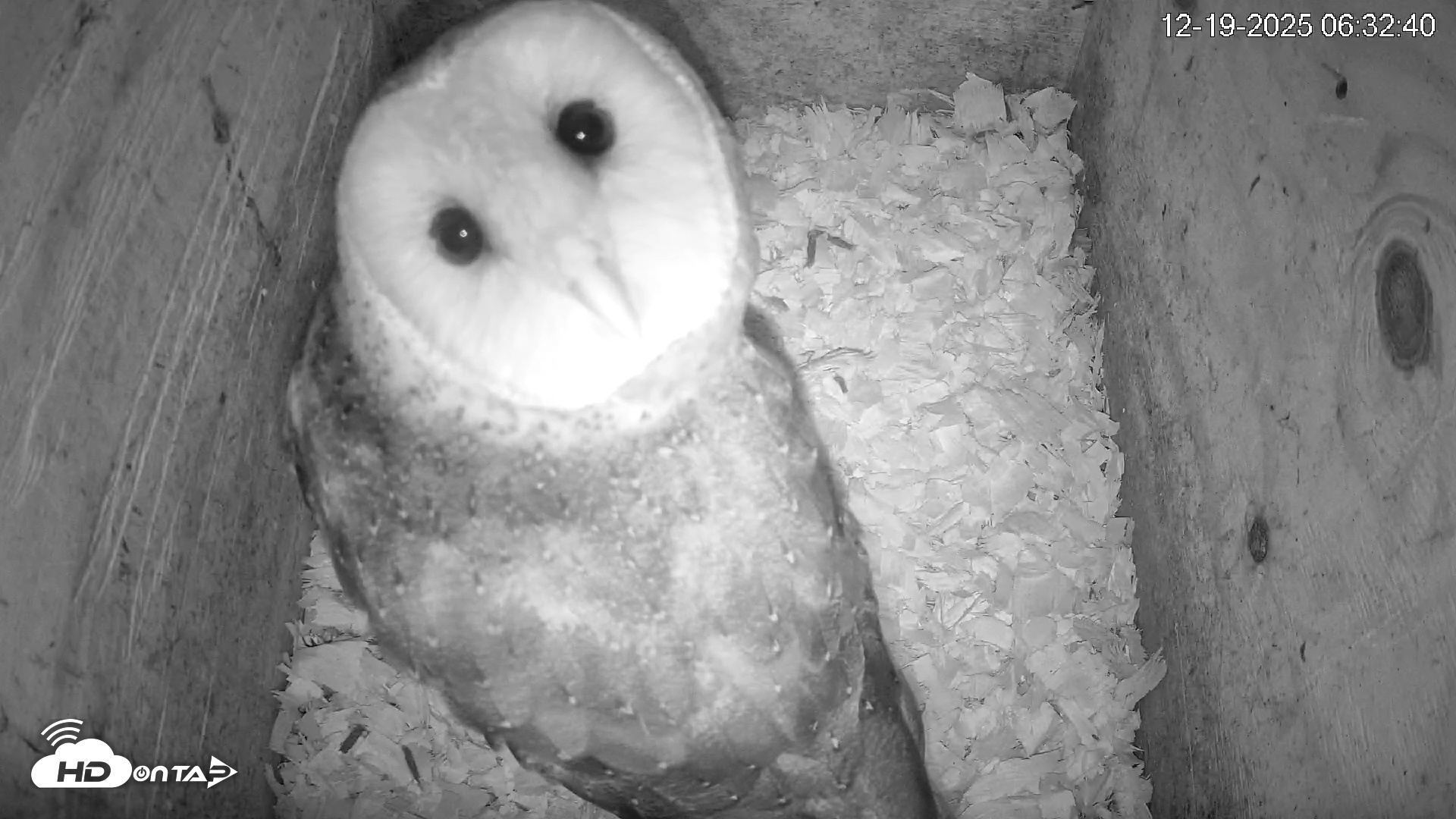 Snapshot of North Carolina Barn Owls Live Cam taken Dec 19, 2025, 6:33am EST