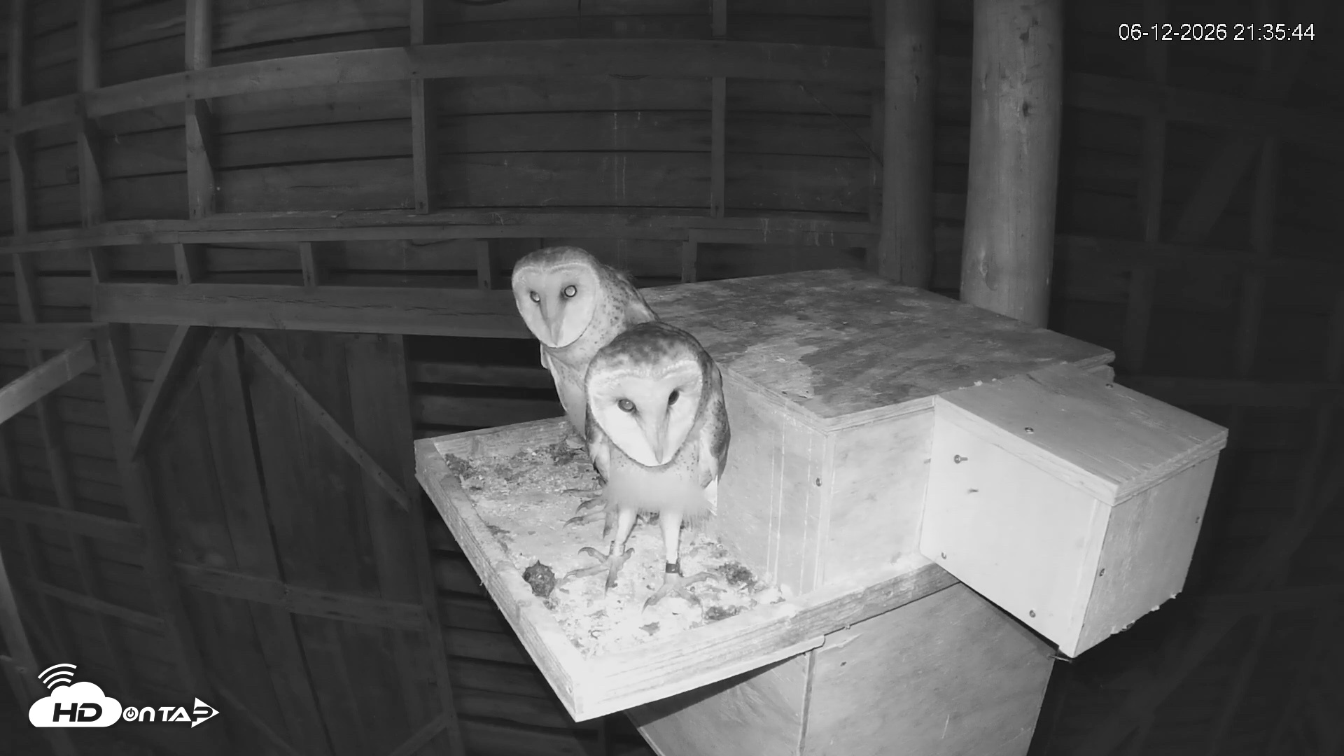 Snapshot of North Carolina Barn Owls Live Cam taken Jun 12, 2026, 9:36pm EDT