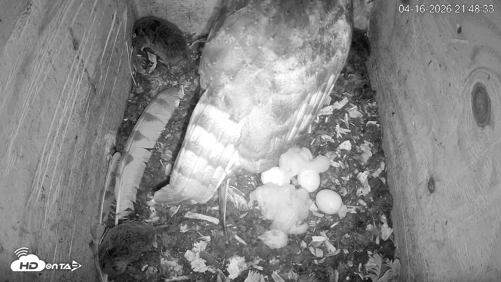 Snapshot of North Carolina Barn Owls Live Cam taken Apr 16, 2026, 9:49pm EDT