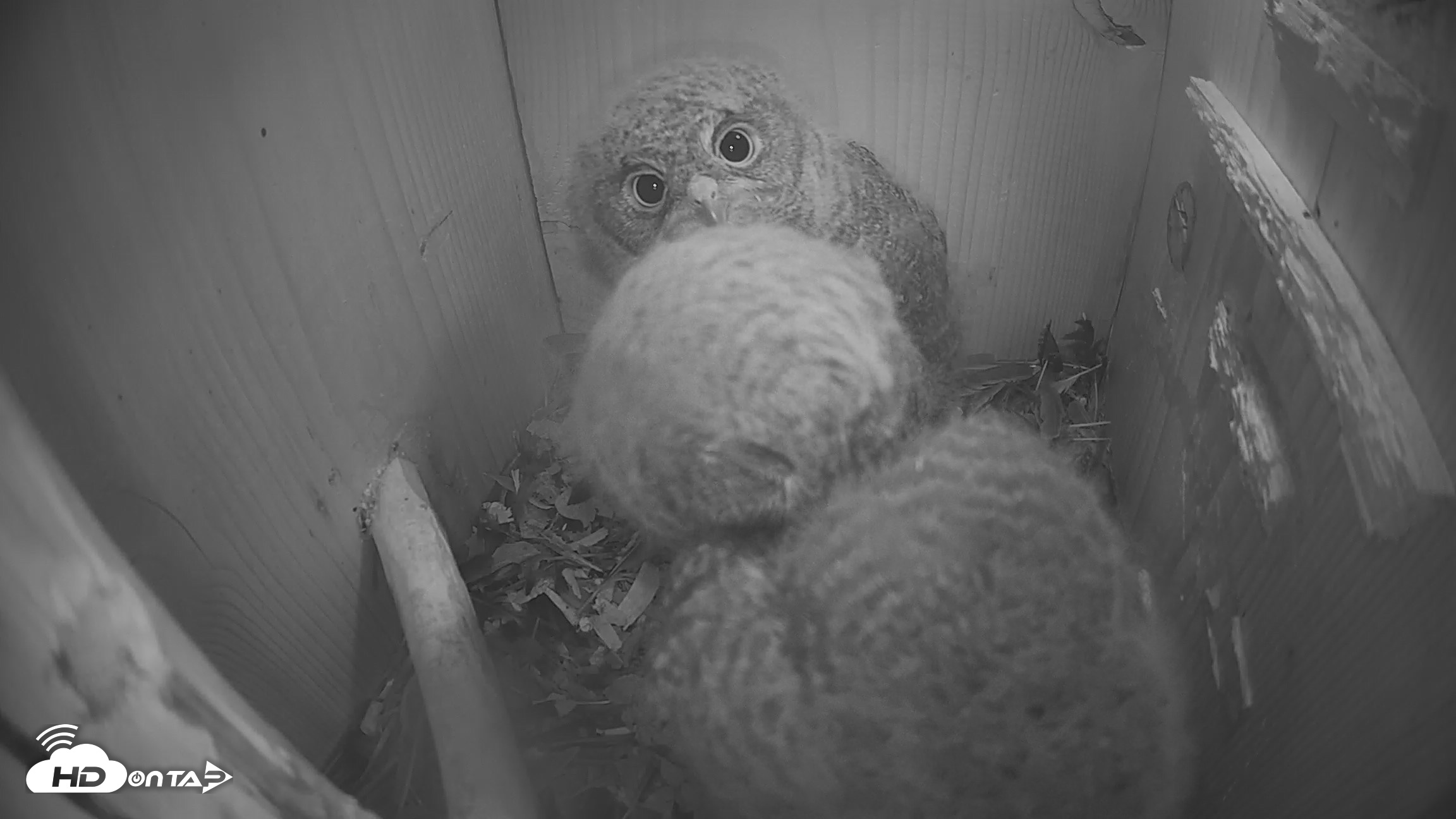 Snapshot of North Carolina Barn Owls Live Cam taken Apr 14, 2026, 3:04am EDT