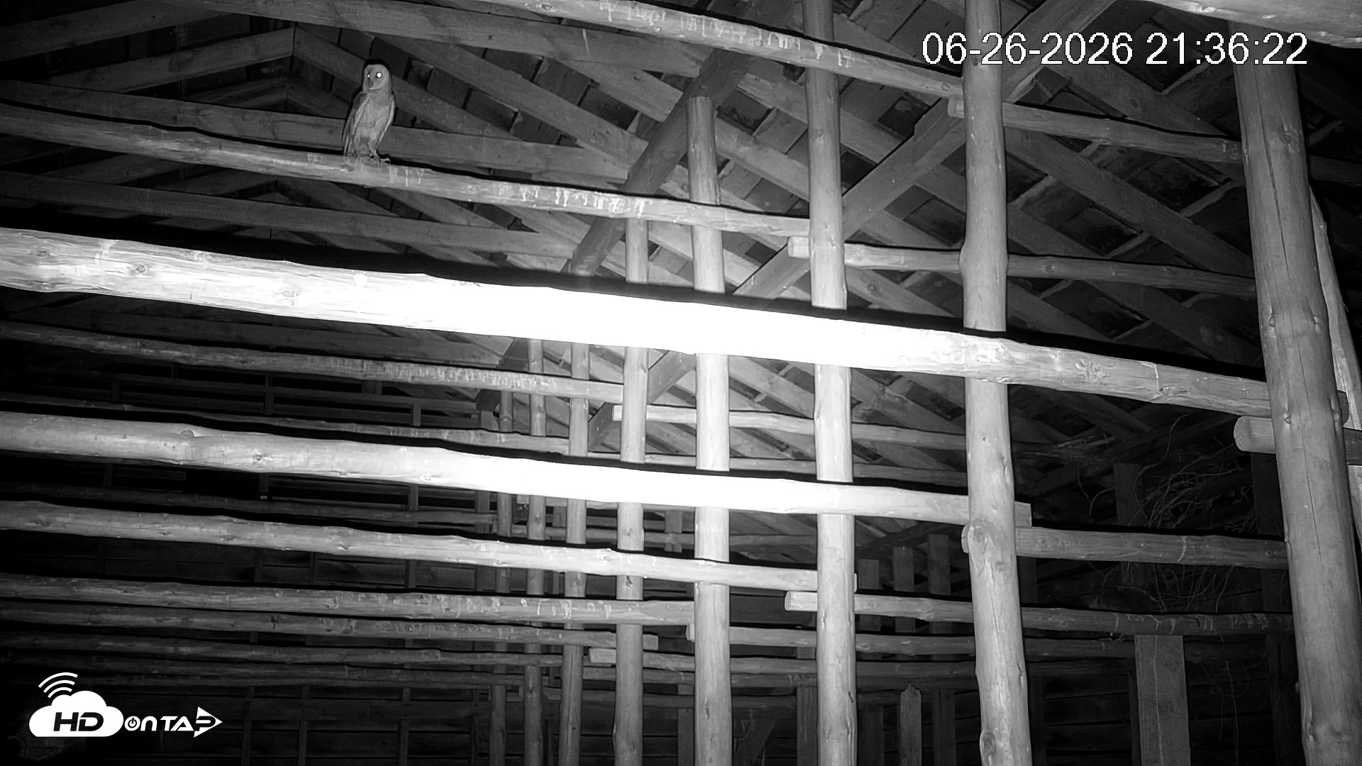 Snapshot of North Carolina Barn Owls Live Cam taken Jun 26, 2026, 9:37pm EDT