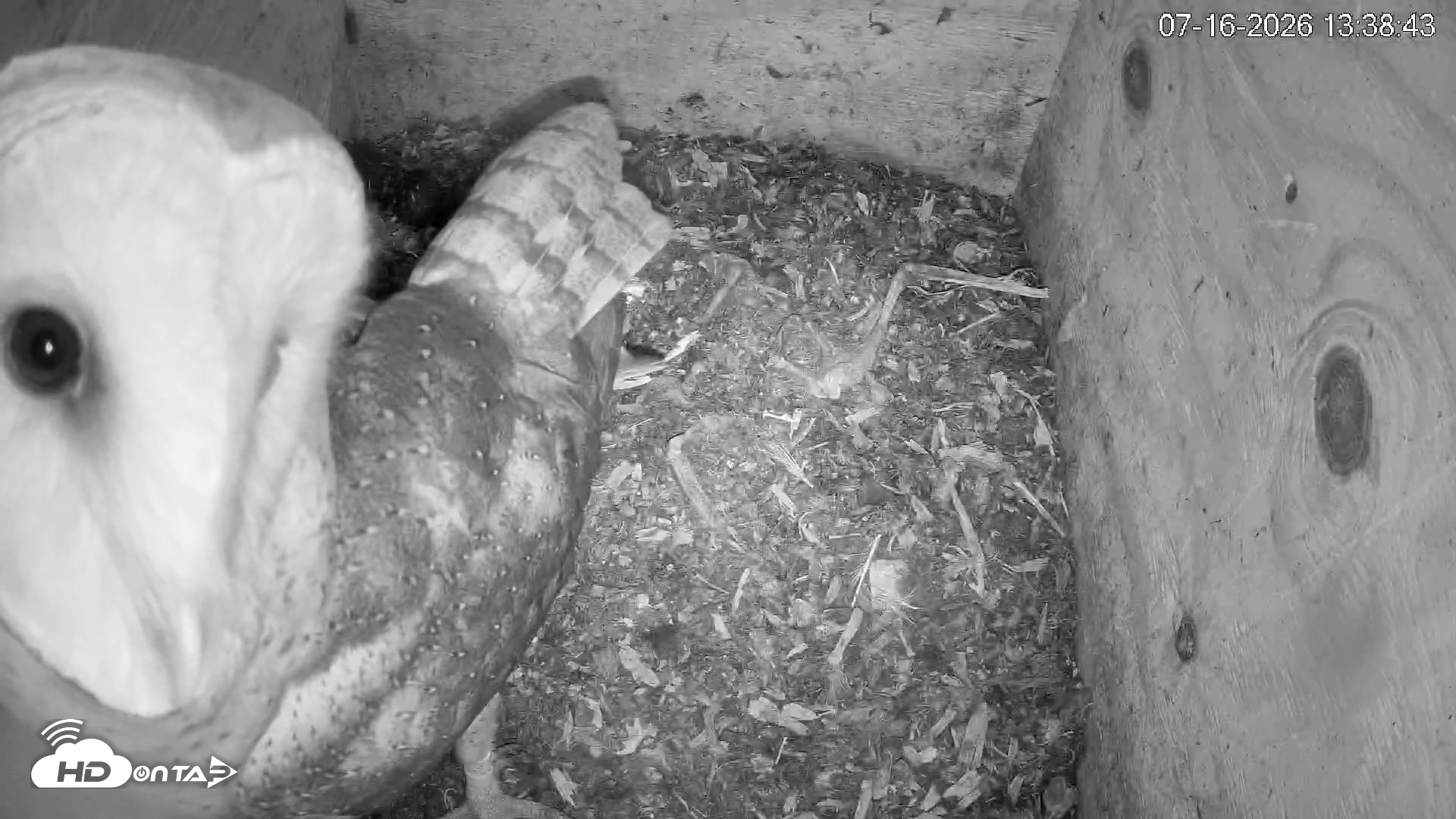 Snapshot of North Carolina Barn Owls Live Cam taken Jul 16, 2026, 1:39pm EDT