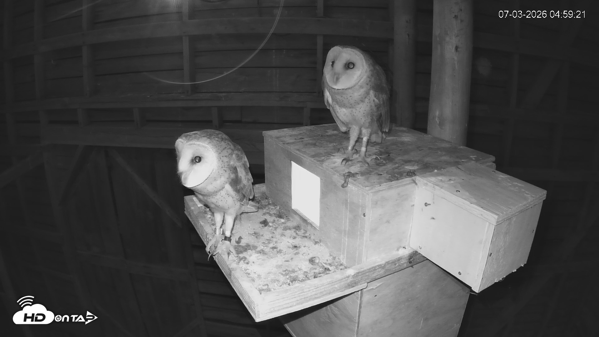 Snapshot of North Carolina Barn Owls Live Cam taken Jul 3, 2026, 5:00am EDT
