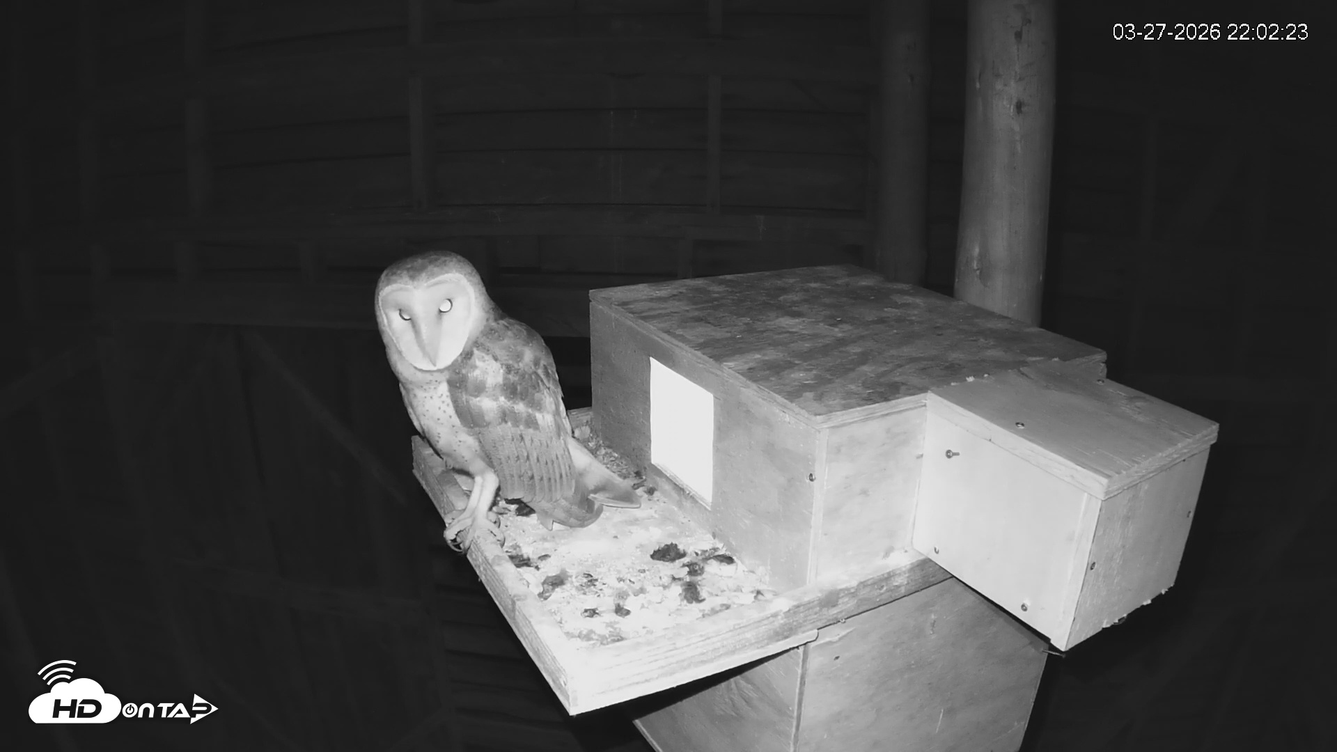 Snapshot of North Carolina Barn Owls Live Cam taken Mar 27, 2026, 10:03pm EDT