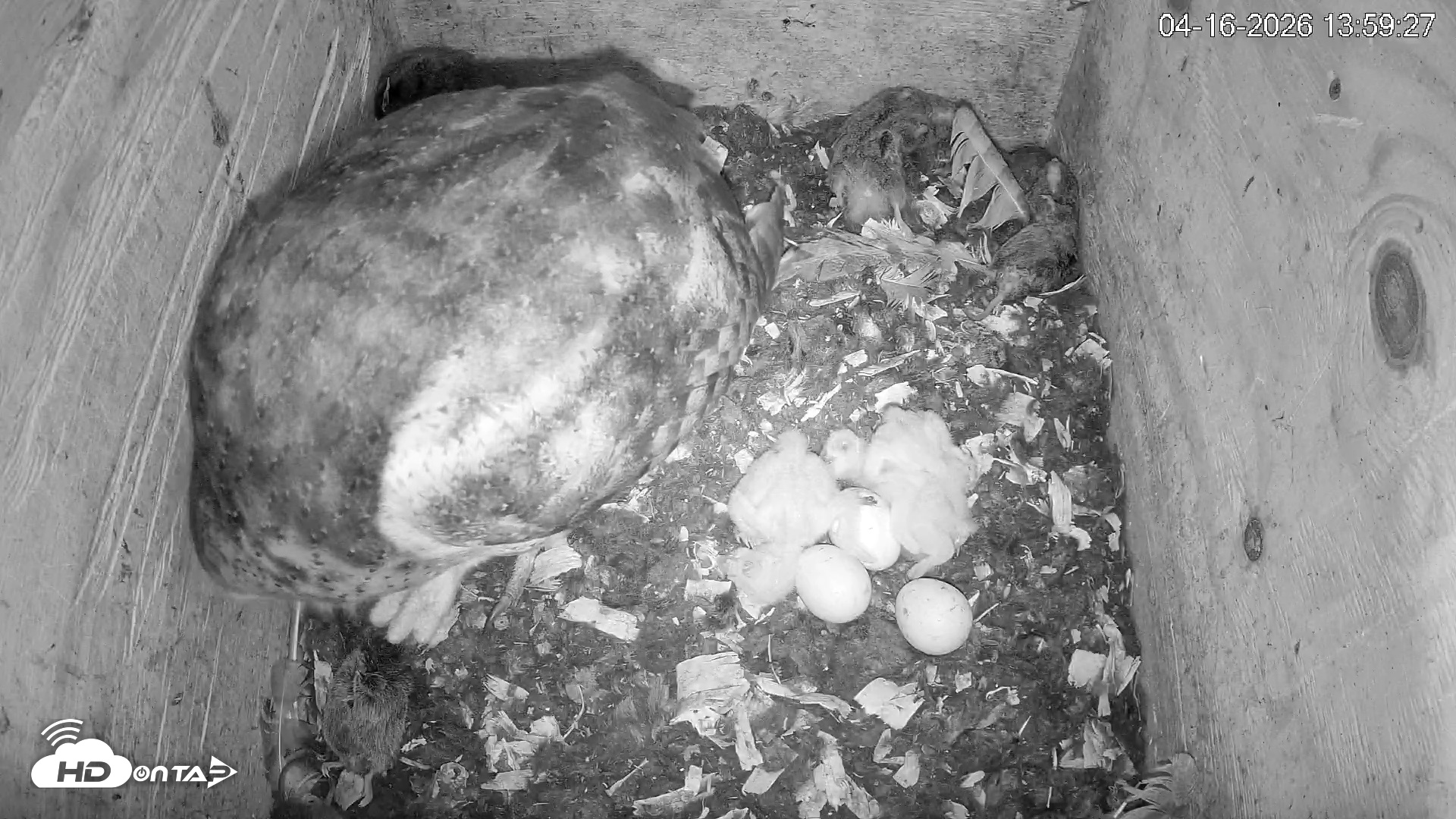 Snapshot of North Carolina Barn Owls Live Cam taken Apr 16, 2026, 2:00pm EDT
