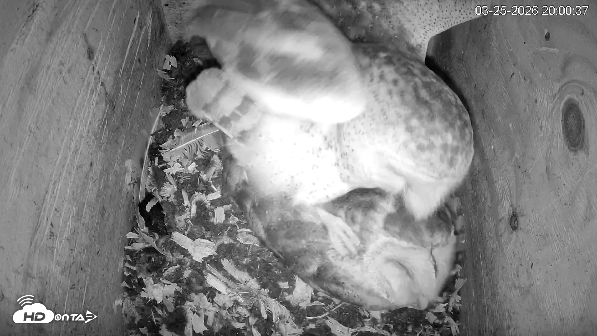 Snapshot of North Carolina Barn Owls Live Cam taken Mar 25, 2026, 8:01pm EDT