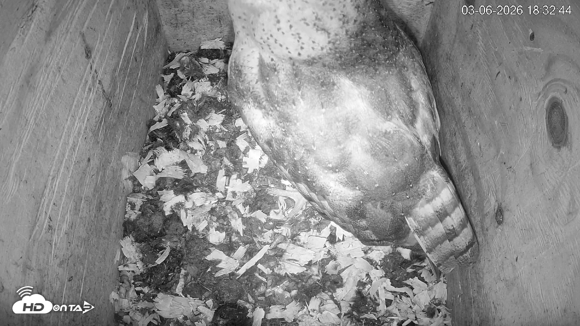 Snapshot of North Carolina Barn Owls Live Cam taken Mar 6, 2026, 6:33pm EST