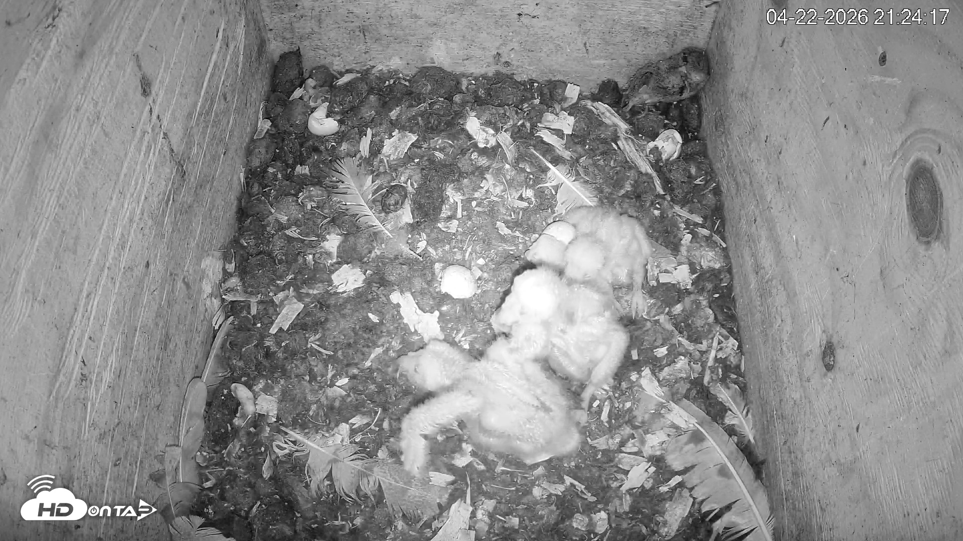 Snapshot of North Carolina Barn Owls Live Cam taken Apr 22, 2026, 9:25pm EDT