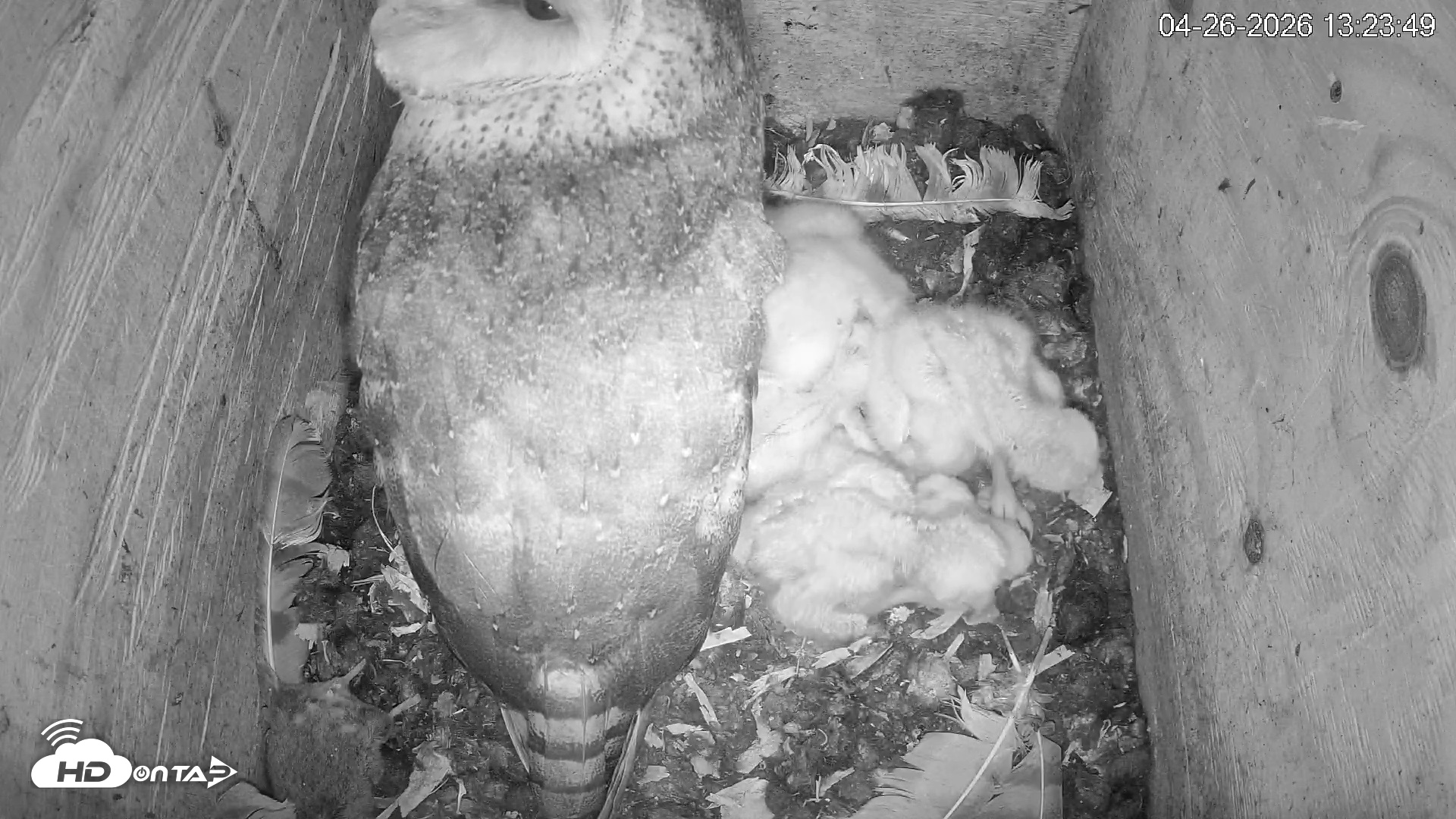 Snapshot of North Carolina Barn Owls Live Cam taken Apr 26, 2026, 1:24pm EDT