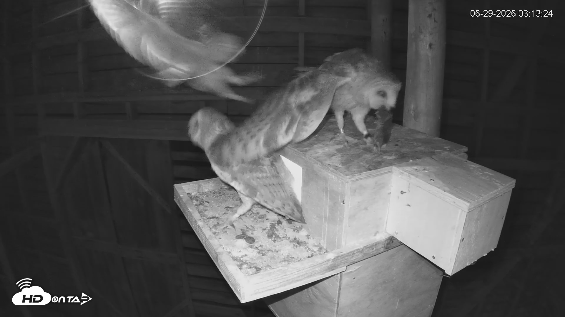 Snapshot of North Carolina Barn Owls Live Cam taken Jun 29, 2026, 3:21am EDT