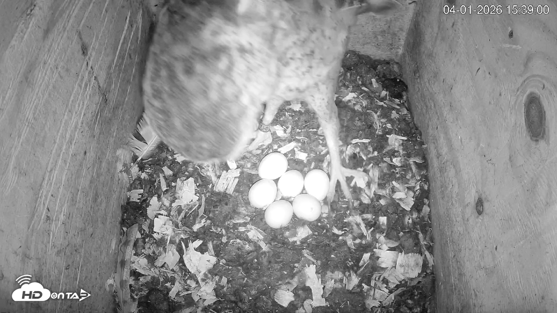 Snapshot of North Carolina Barn Owls Live Cam taken Apr 1, 2026, 3:40pm EDT