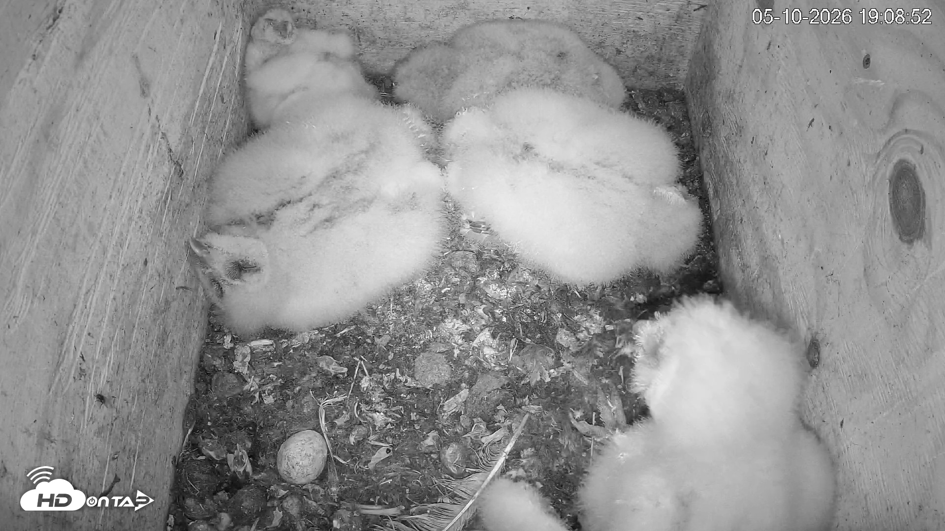Snapshot of North Carolina Barn Owls Live Cam taken May 10, 2026, 7:09pm EDT