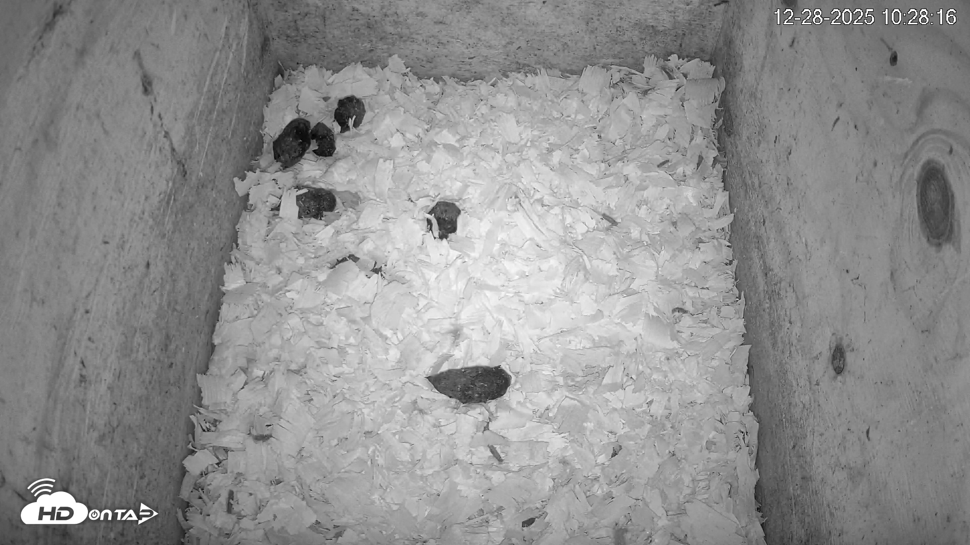 Snapshot of North Carolina Barn Owls Live Cam taken Dec 28, 2025, 10:28am EST