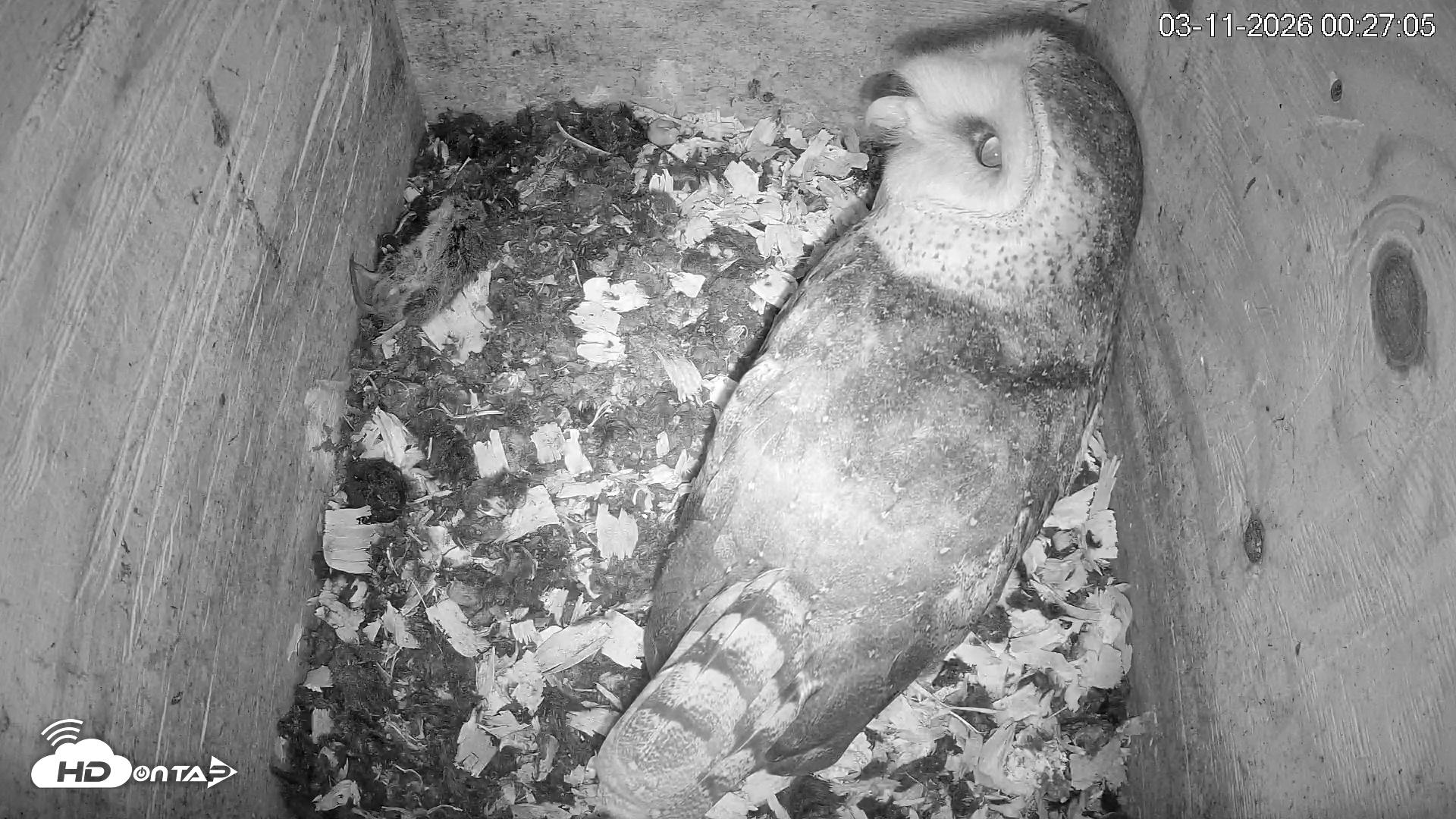 Snapshot of North Carolina Barn Owls Live Cam taken Mar 11, 2026, 12:28am EDT