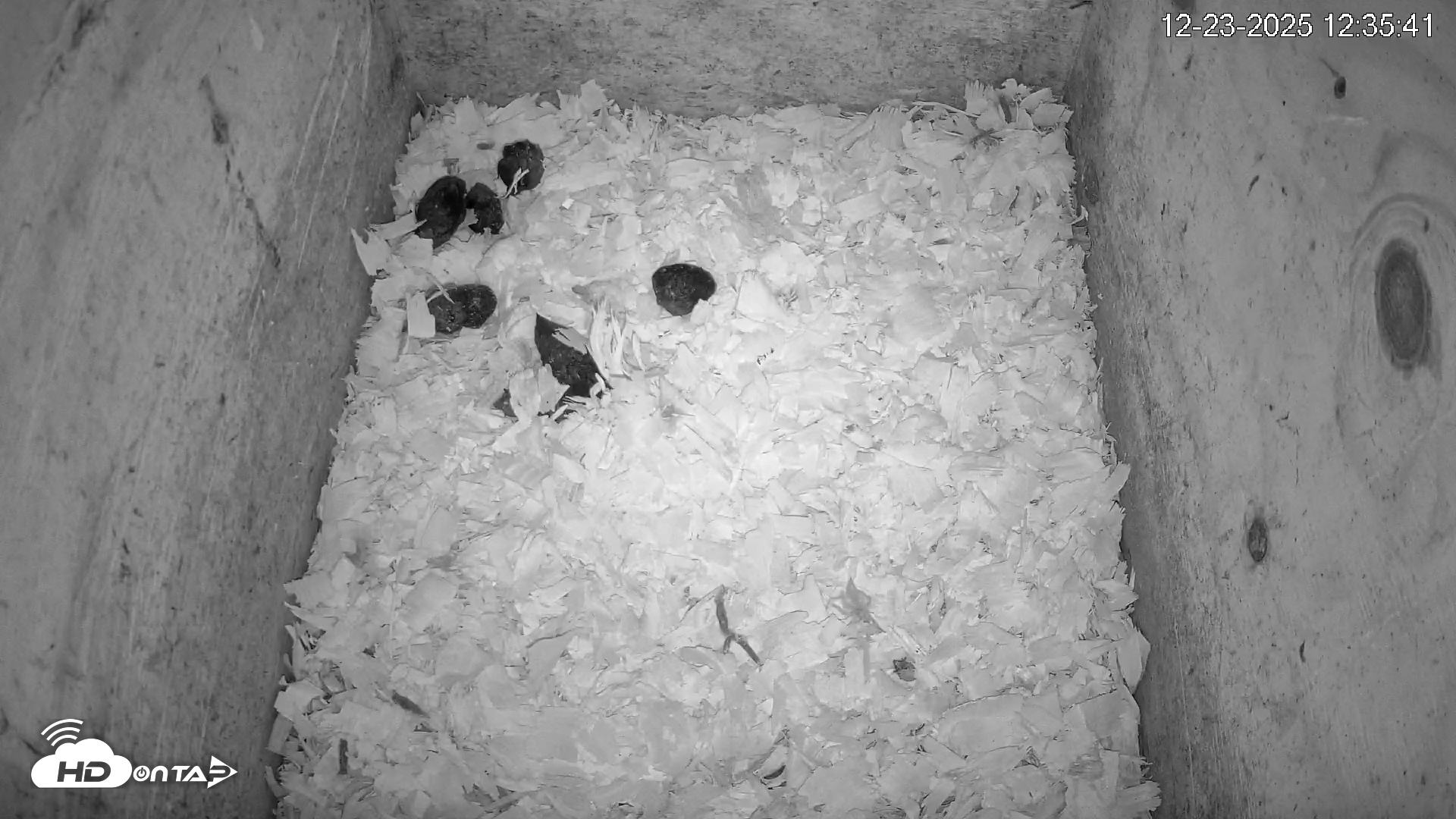 Snapshot of North Carolina Barn Owls Live Cam taken Dec 23, 2025, 12:36pm EST