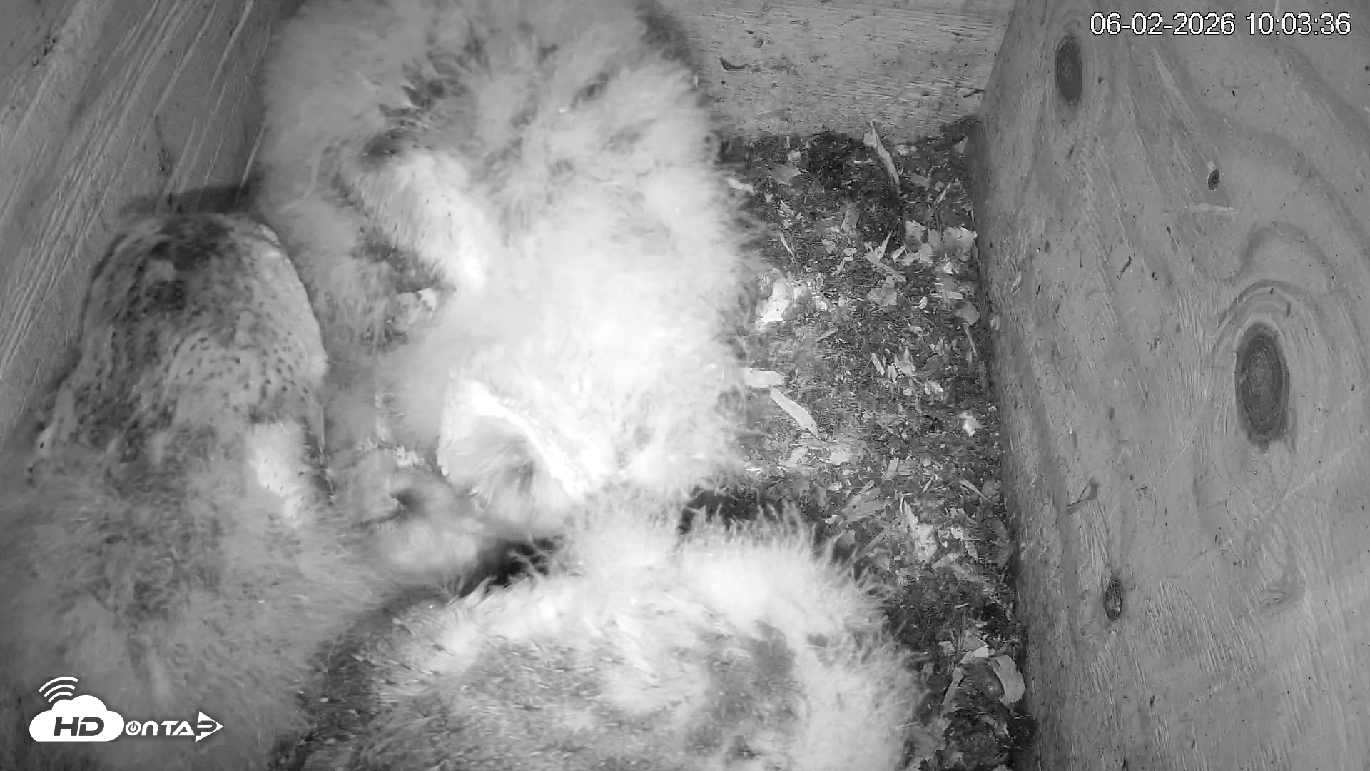 Snapshot of North Carolina Barn Owls Live Cam taken Jun 2, 2026, 10:04am EDT