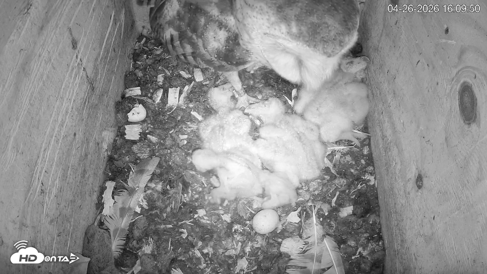 Snapshot of North Carolina Barn Owls Live Cam taken Apr 26, 2026, 4:11pm EDT