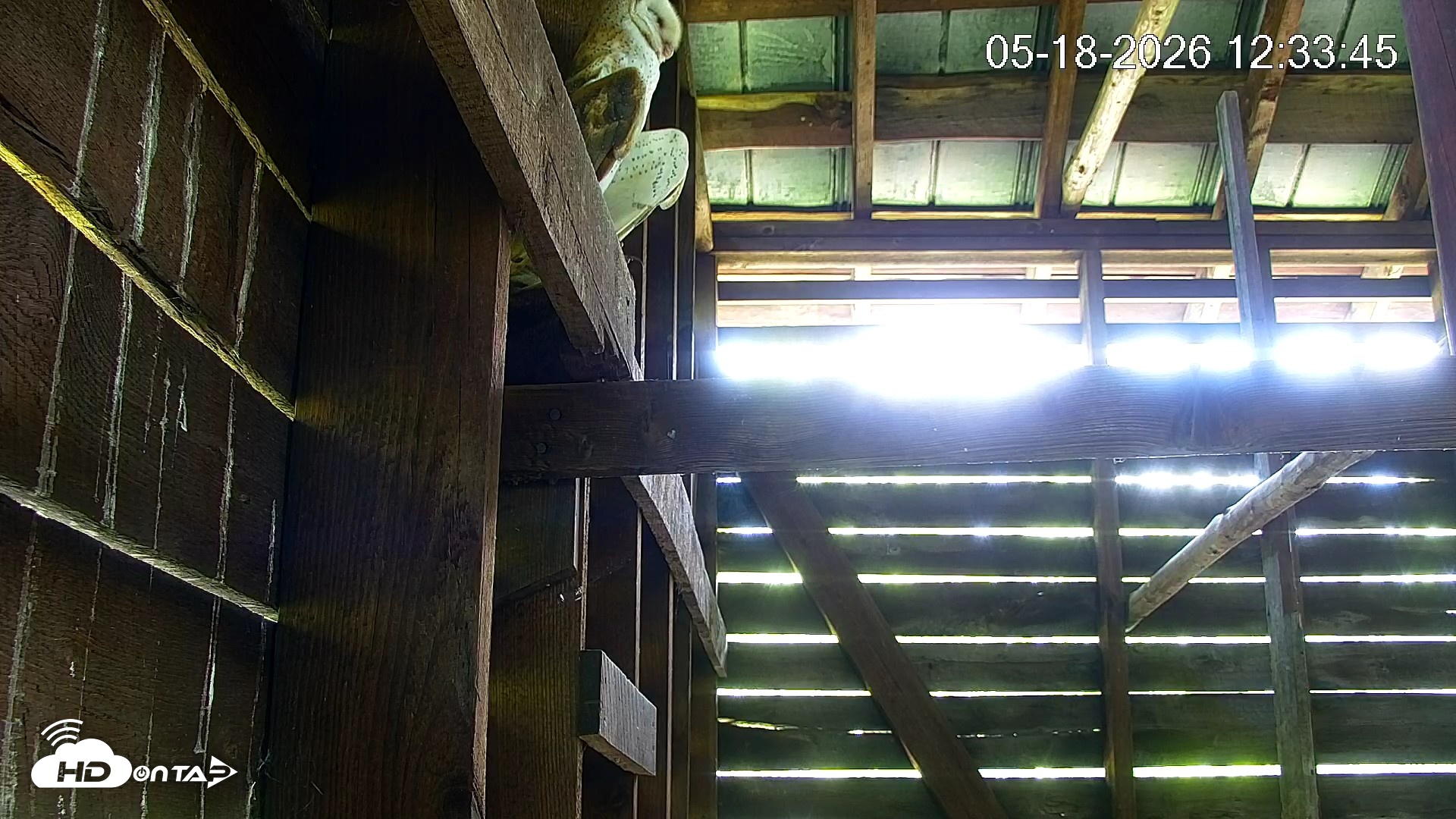 Snapshot of North Carolina Barn Owls Live Cam taken May 18, 2026, 12:35pm EDT