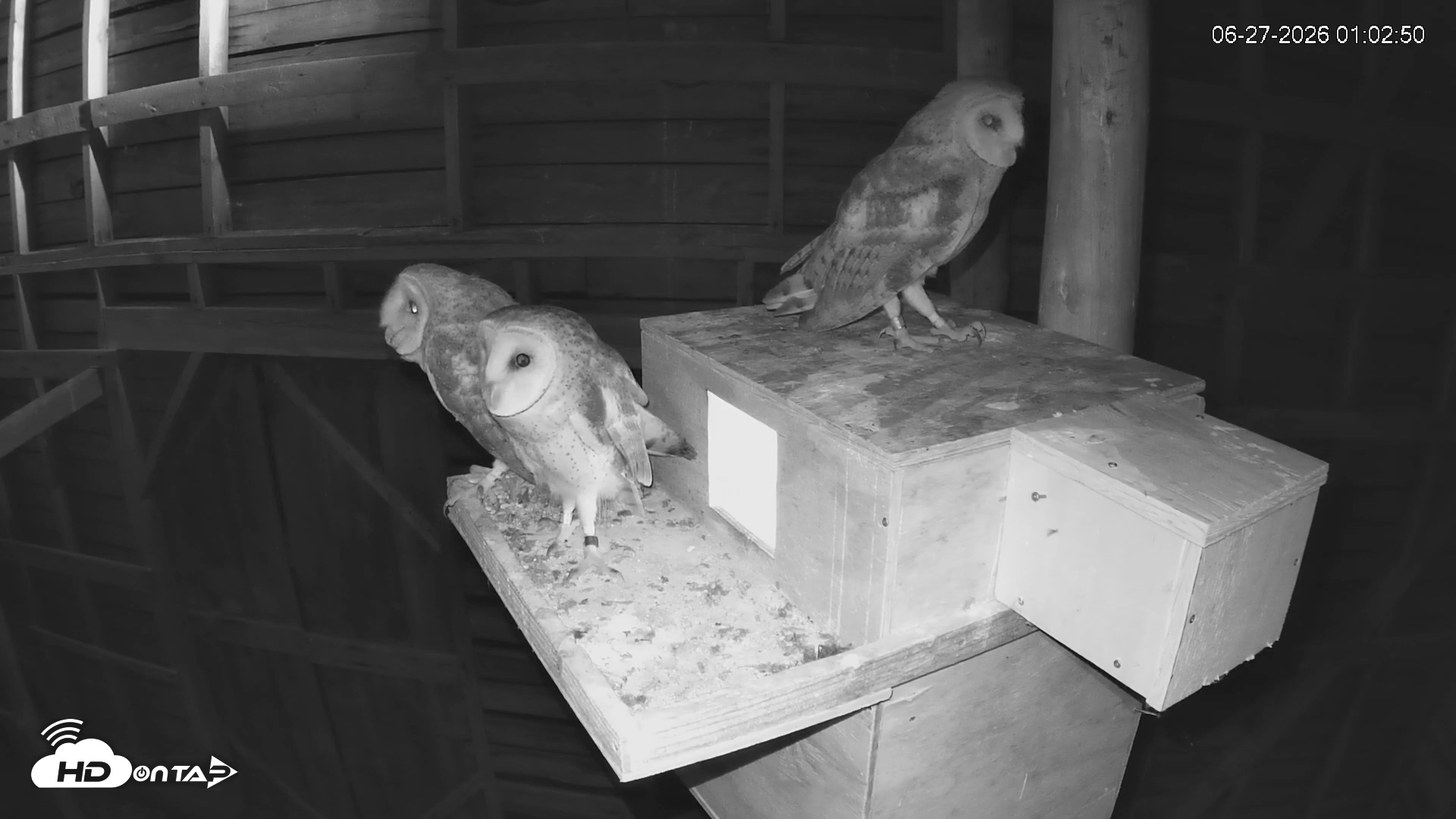 Snapshot of North Carolina Barn Owls Live Cam taken Jun 27, 2026, 1:03am EDT