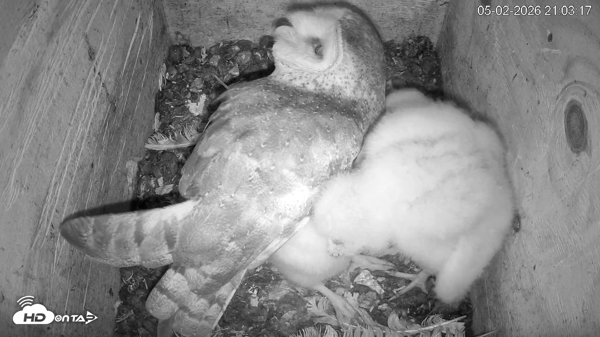Snapshot of North Carolina Barn Owls Live Cam taken May 2, 2026, 9:04pm EDT