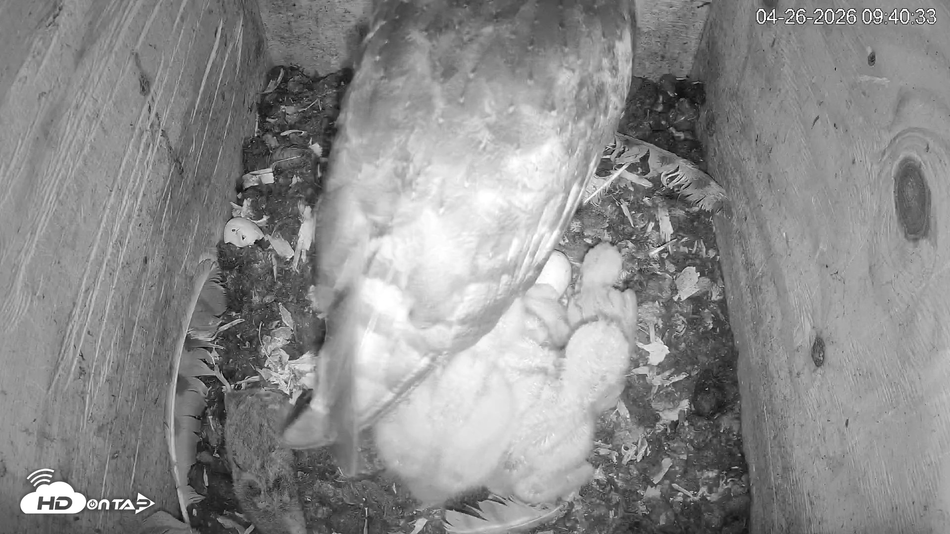 Snapshot of North Carolina Barn Owls Live Cam taken Apr 26, 2026, 9:41am EDT