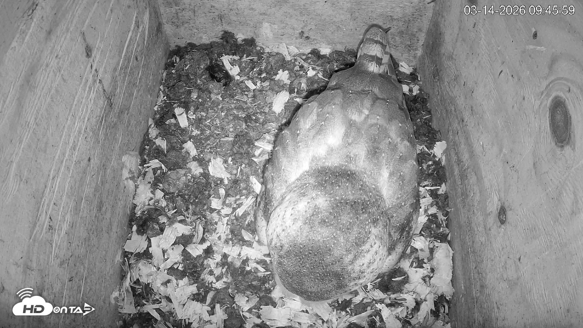 Snapshot of North Carolina Barn Owls Live Cam taken Mar 14, 2026, 9:46am EDT