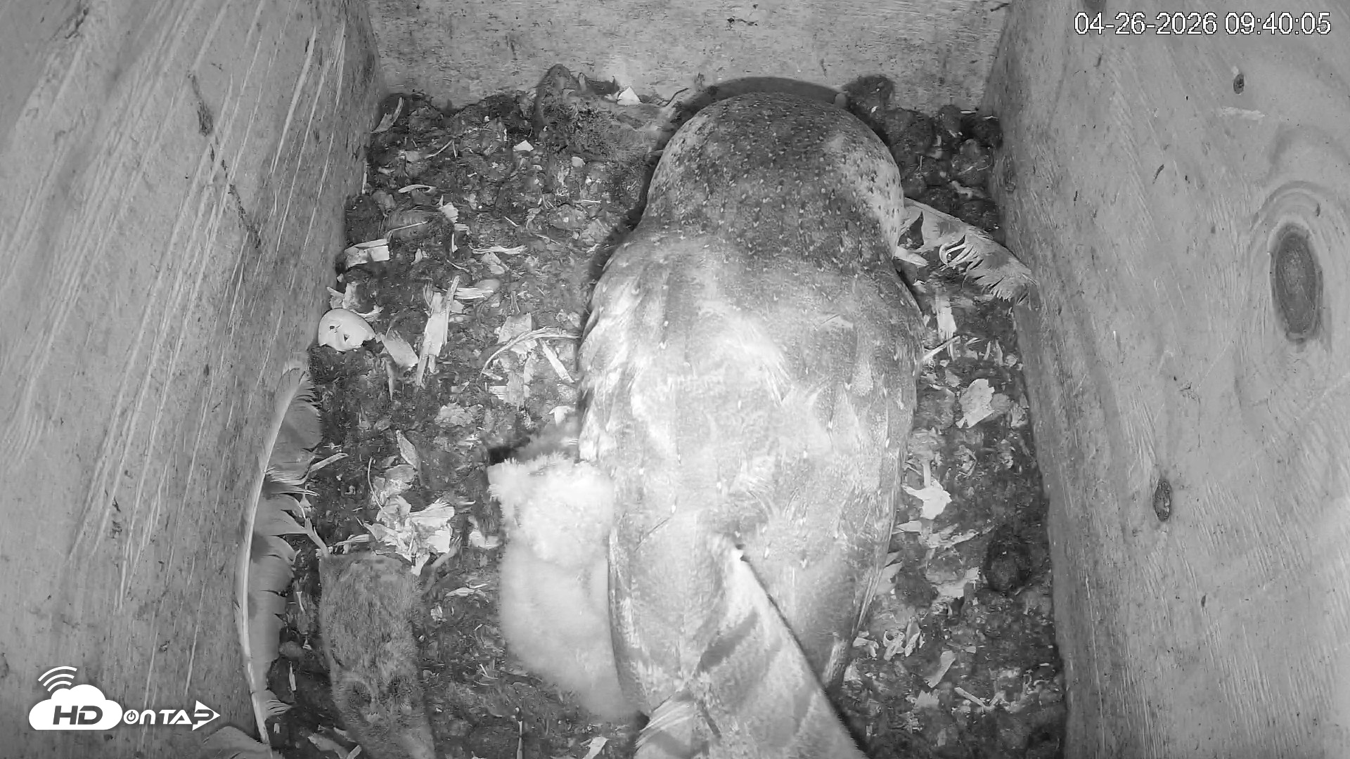 Snapshot of North Carolina Barn Owls Live Cam taken Apr 26, 2026, 9:40am EDT