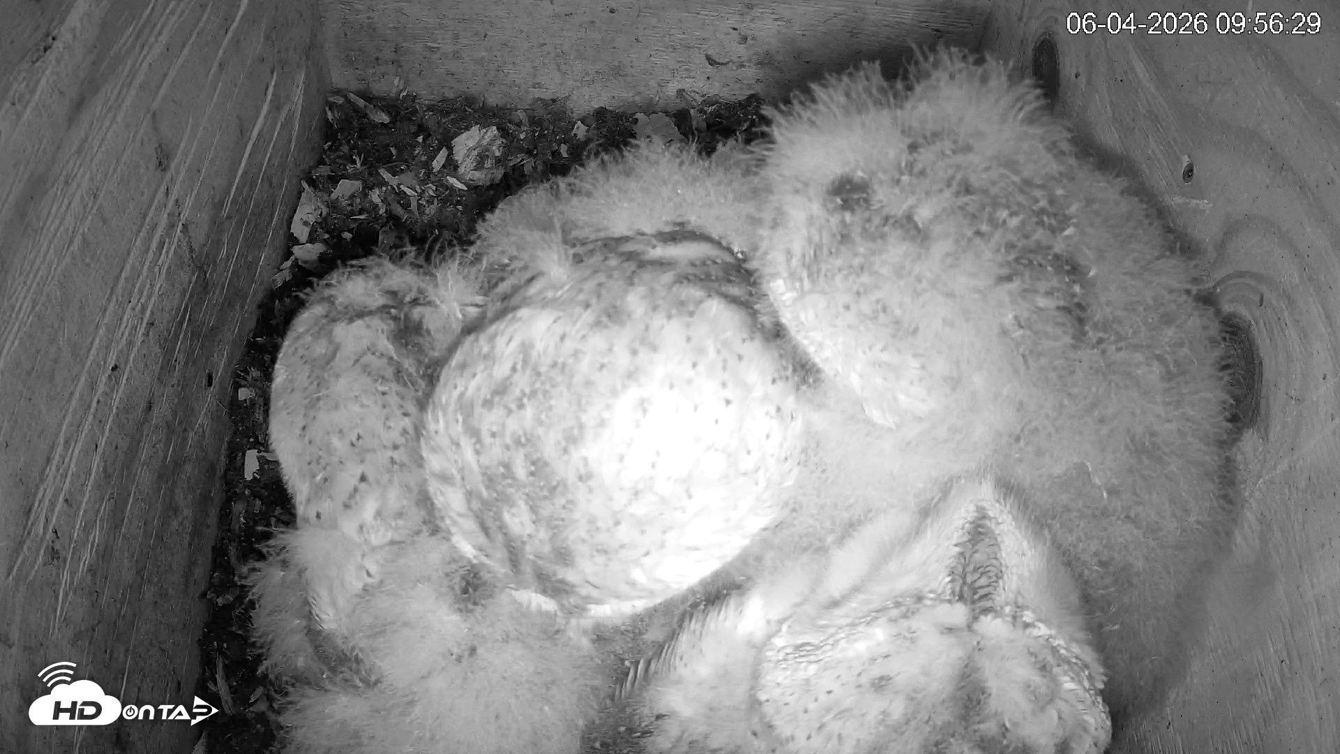Snapshot of North Carolina Barn Owls Live Cam taken Jun 4, 2026, 9:57am EDT