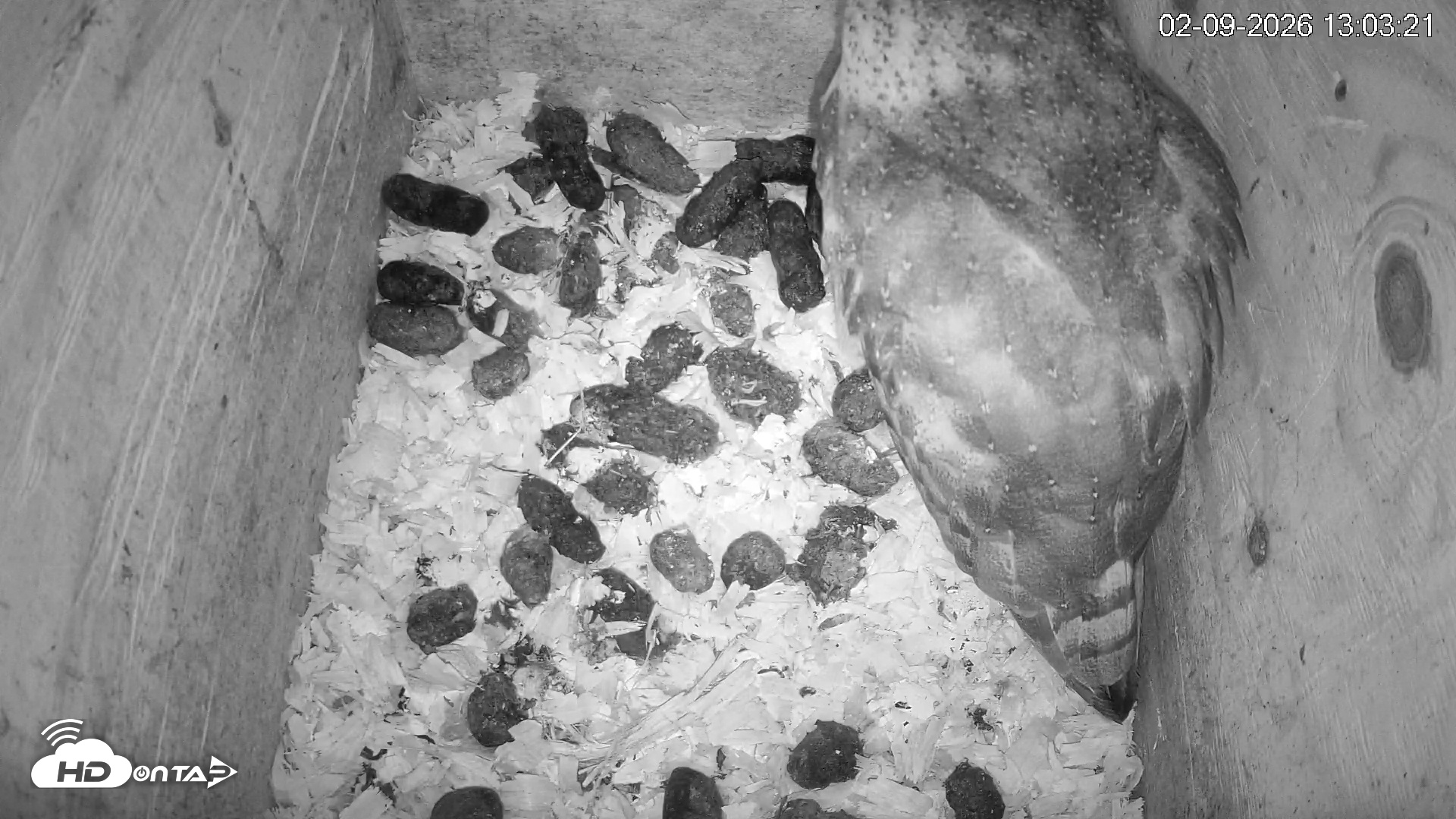 Snapshot of North Carolina Barn Owls Live Cam taken Feb 9, 2026, 1:04pm EST